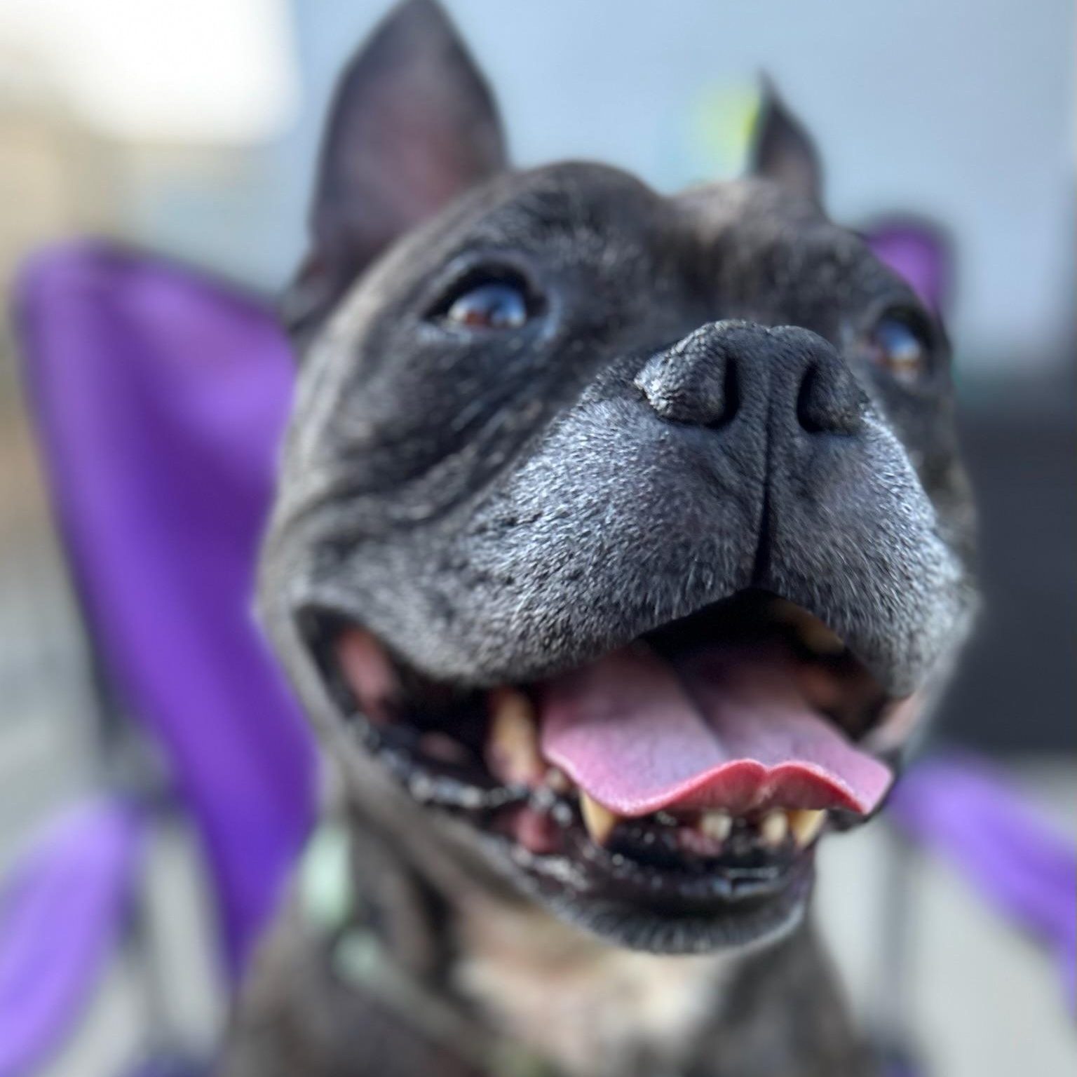 Lance, a ADOPTABLE mixed breed in Citrus Heights, CA image 3/6