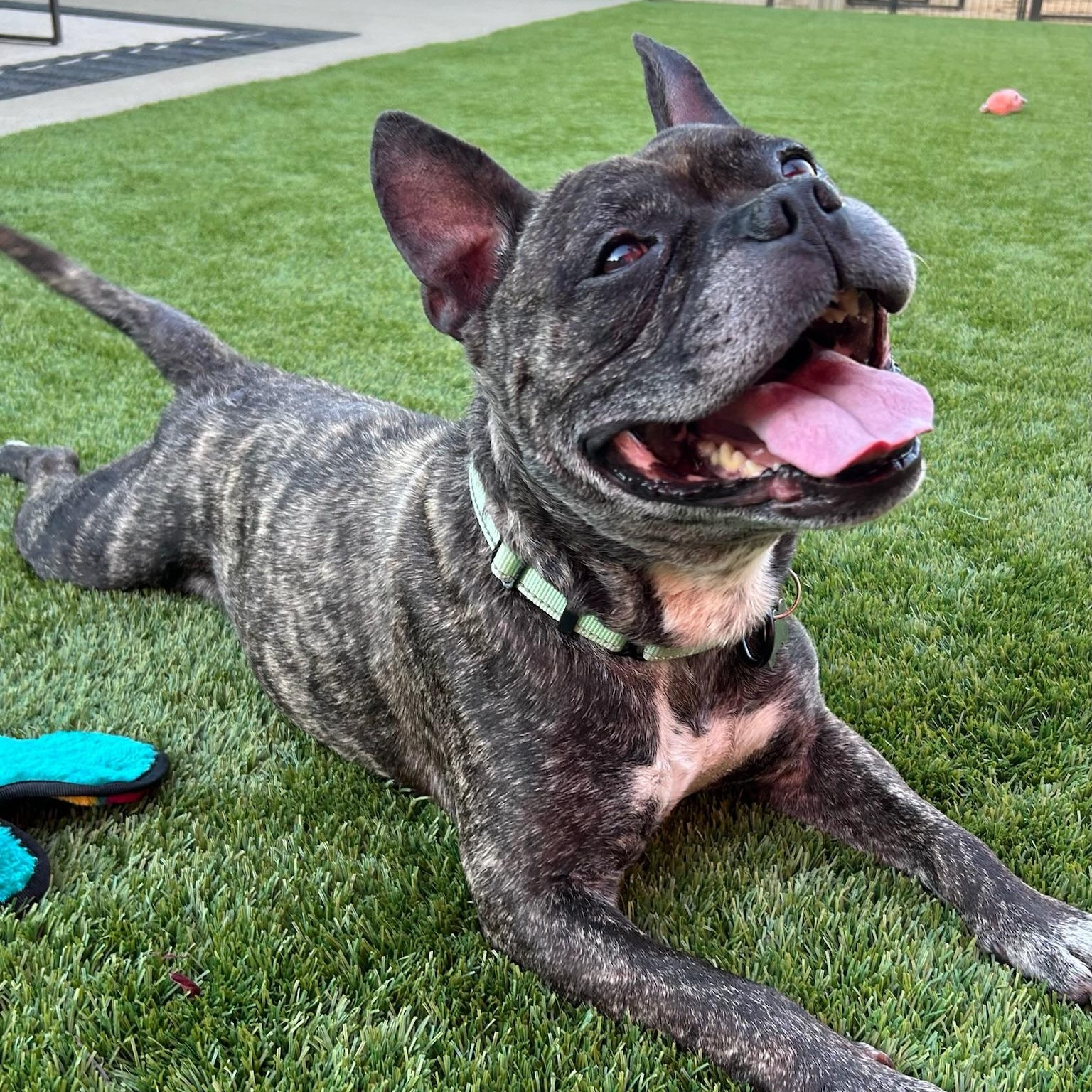 Lance, a ADOPTABLE mixed breed in Citrus Heights, CA image 5/6