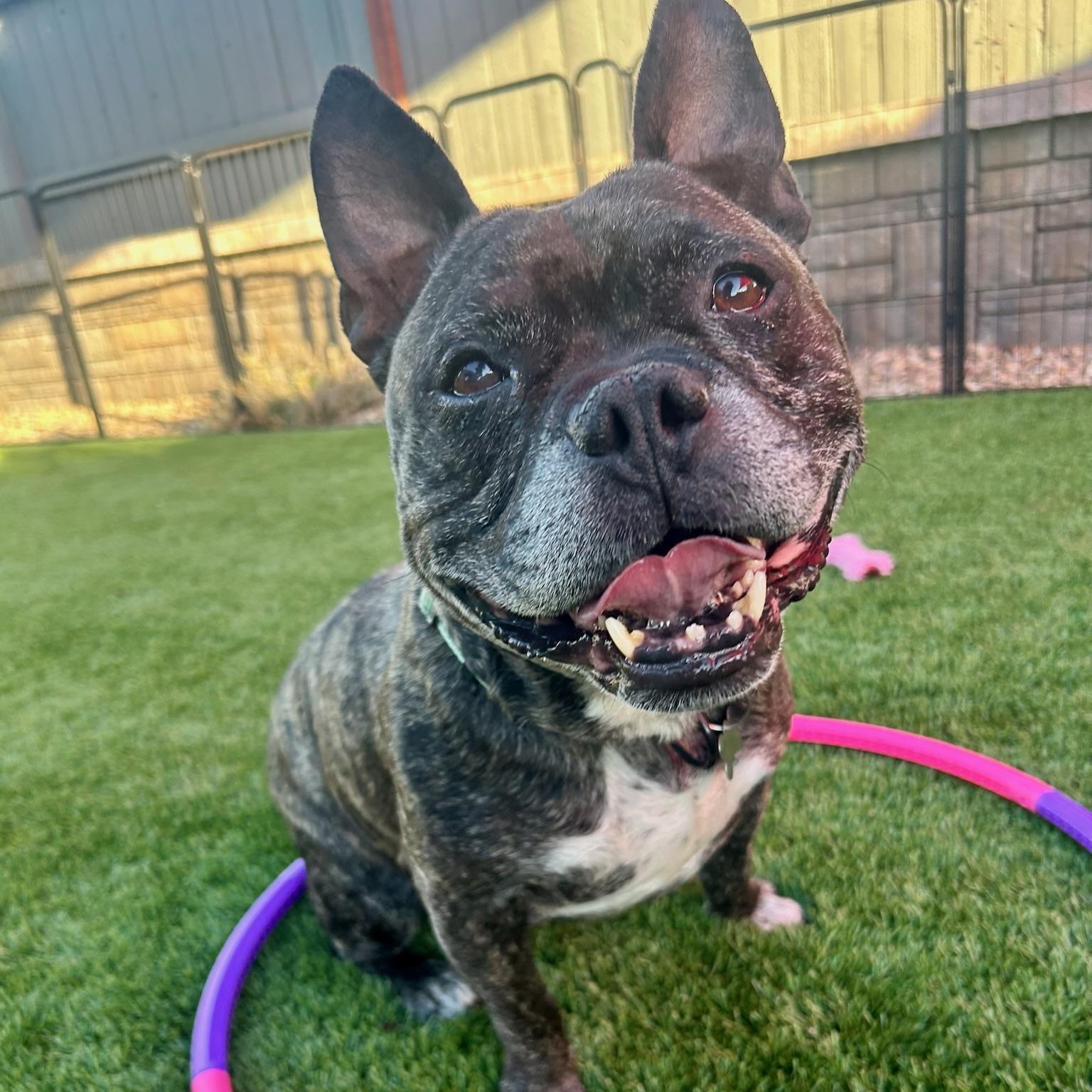 Lance, a ADOPTABLE mixed breed in Citrus Heights, CA image 1/6