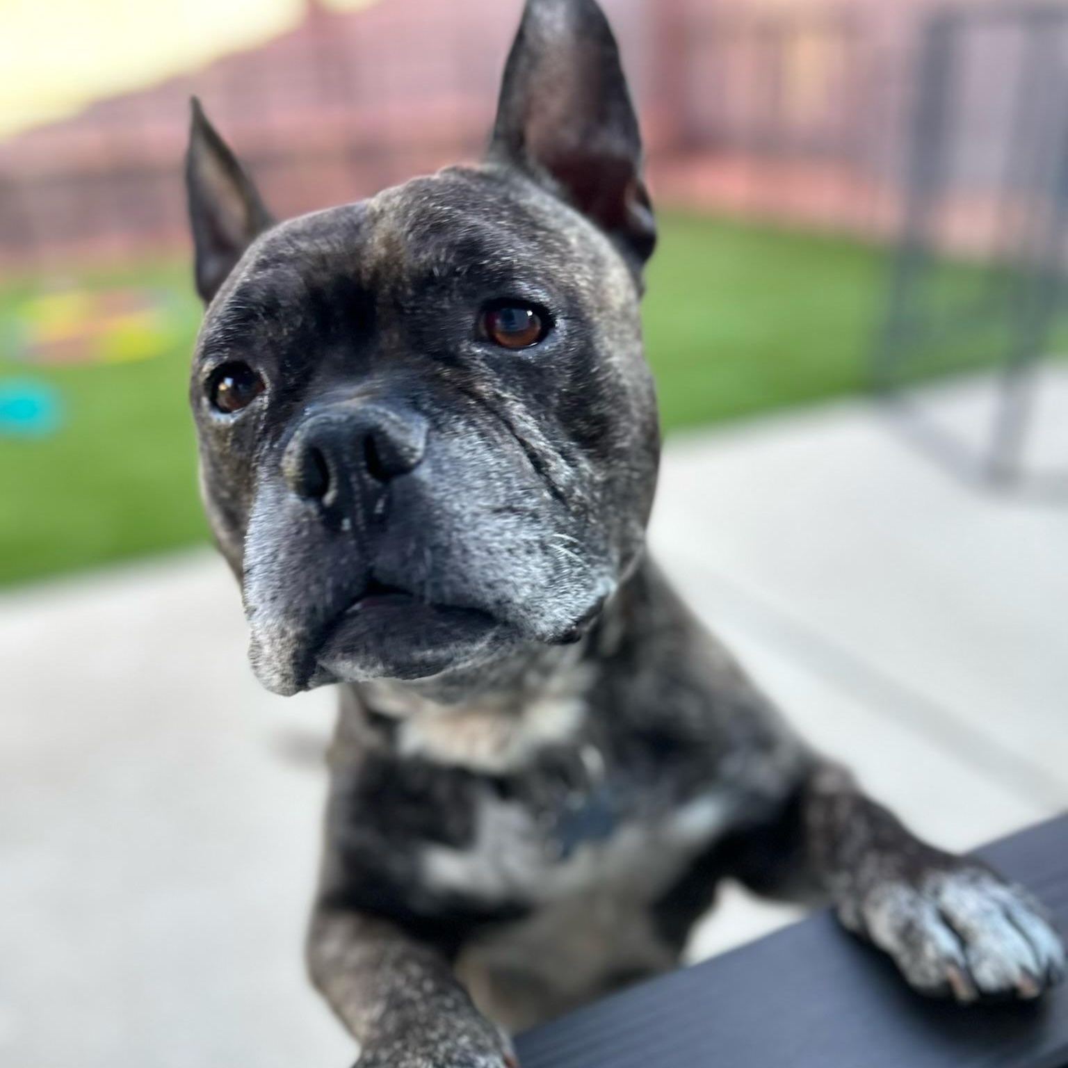 Lance, a ADOPTABLE mixed breed in Citrus Heights, CA image 4/6