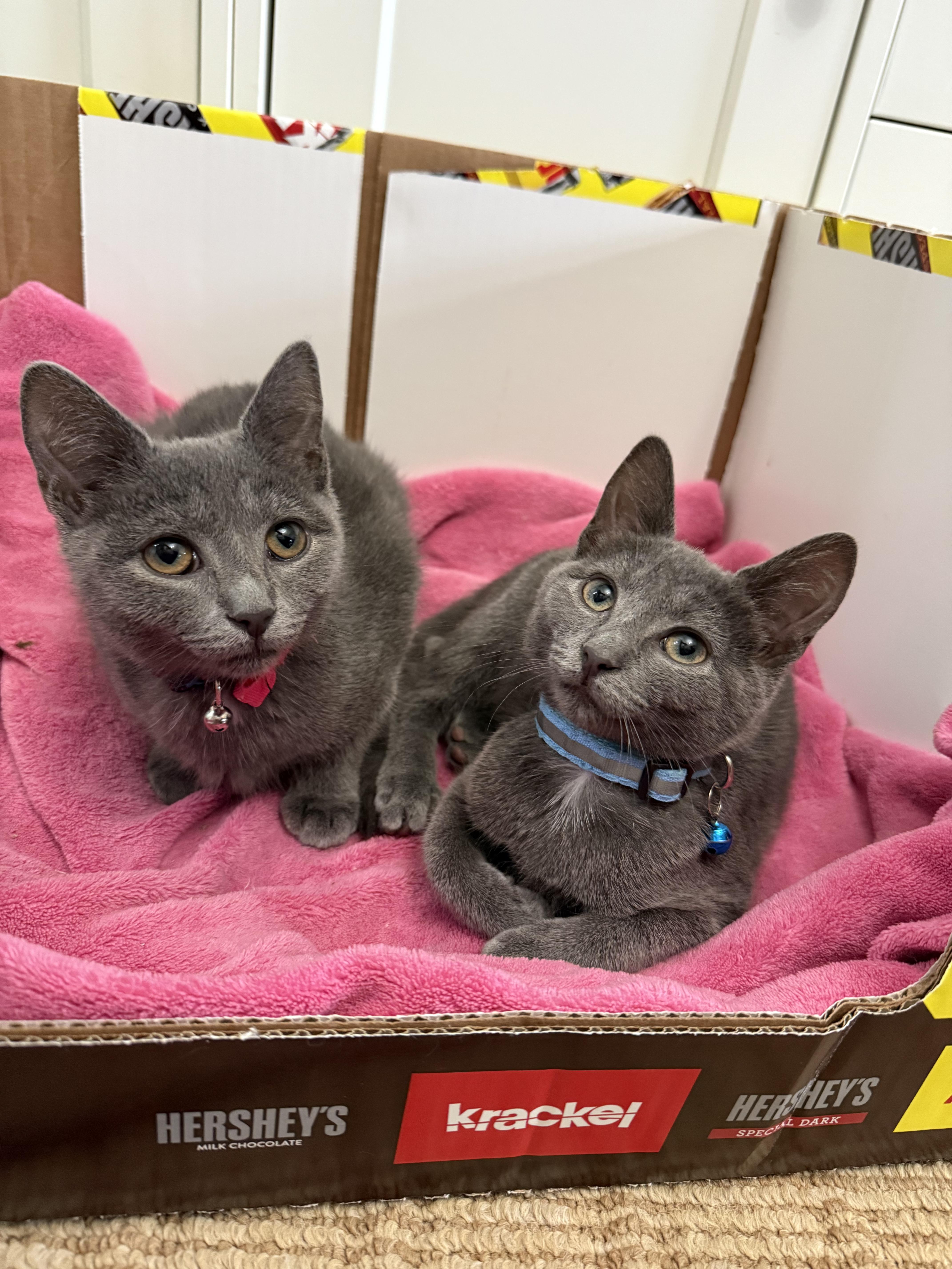 Damian, a Adopted Domestic Short Hair in Manchester, MD image 1/2