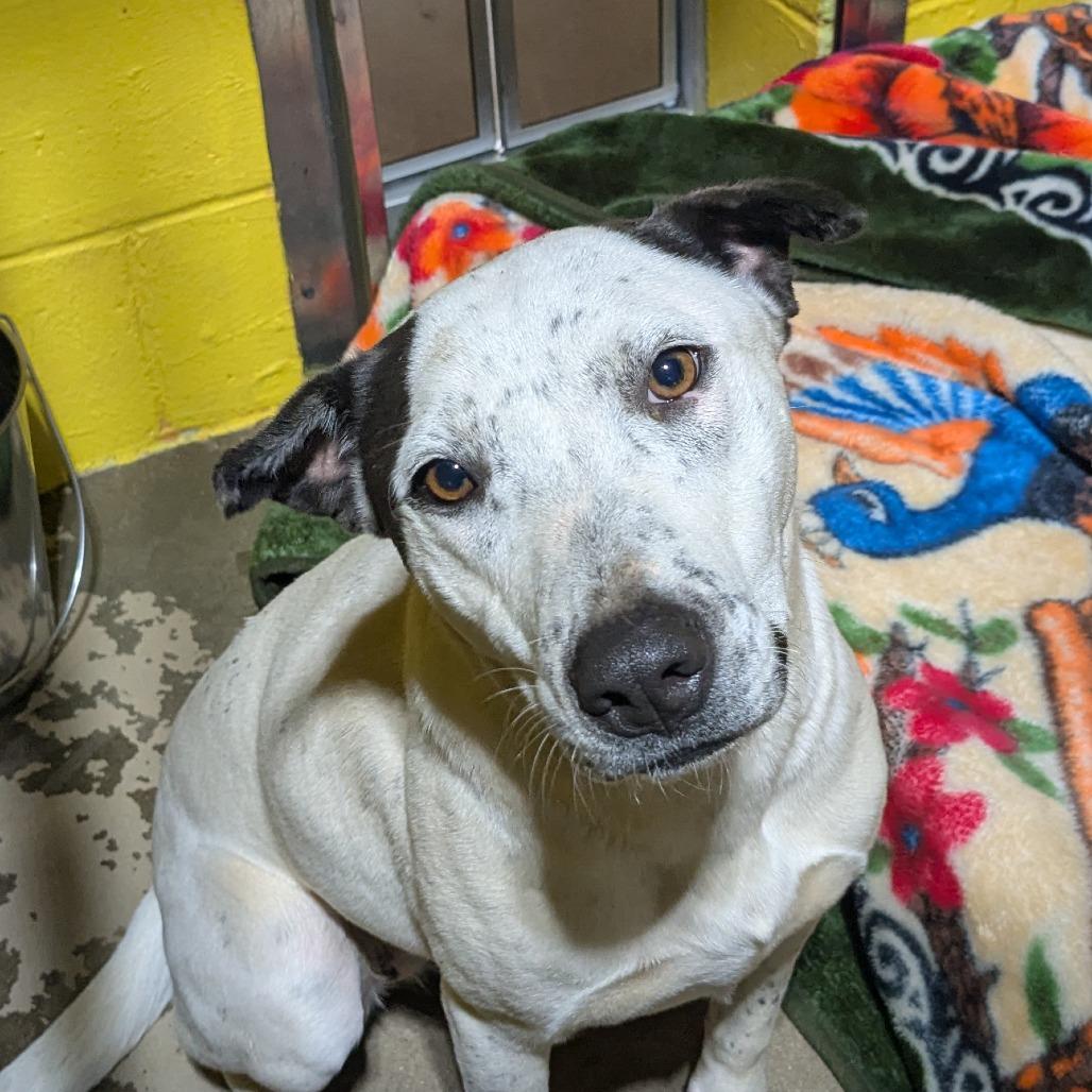 Sadie, Adoptable, Young Female Mixed Breed.