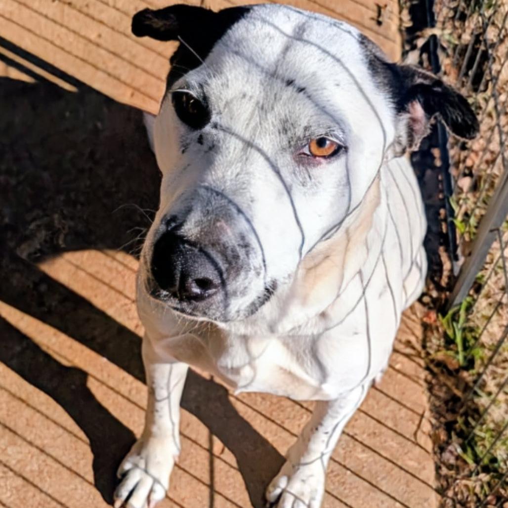 Enlarge Sadie, a Adoptable Mixed Breed in Huntsville, AR image 2/2