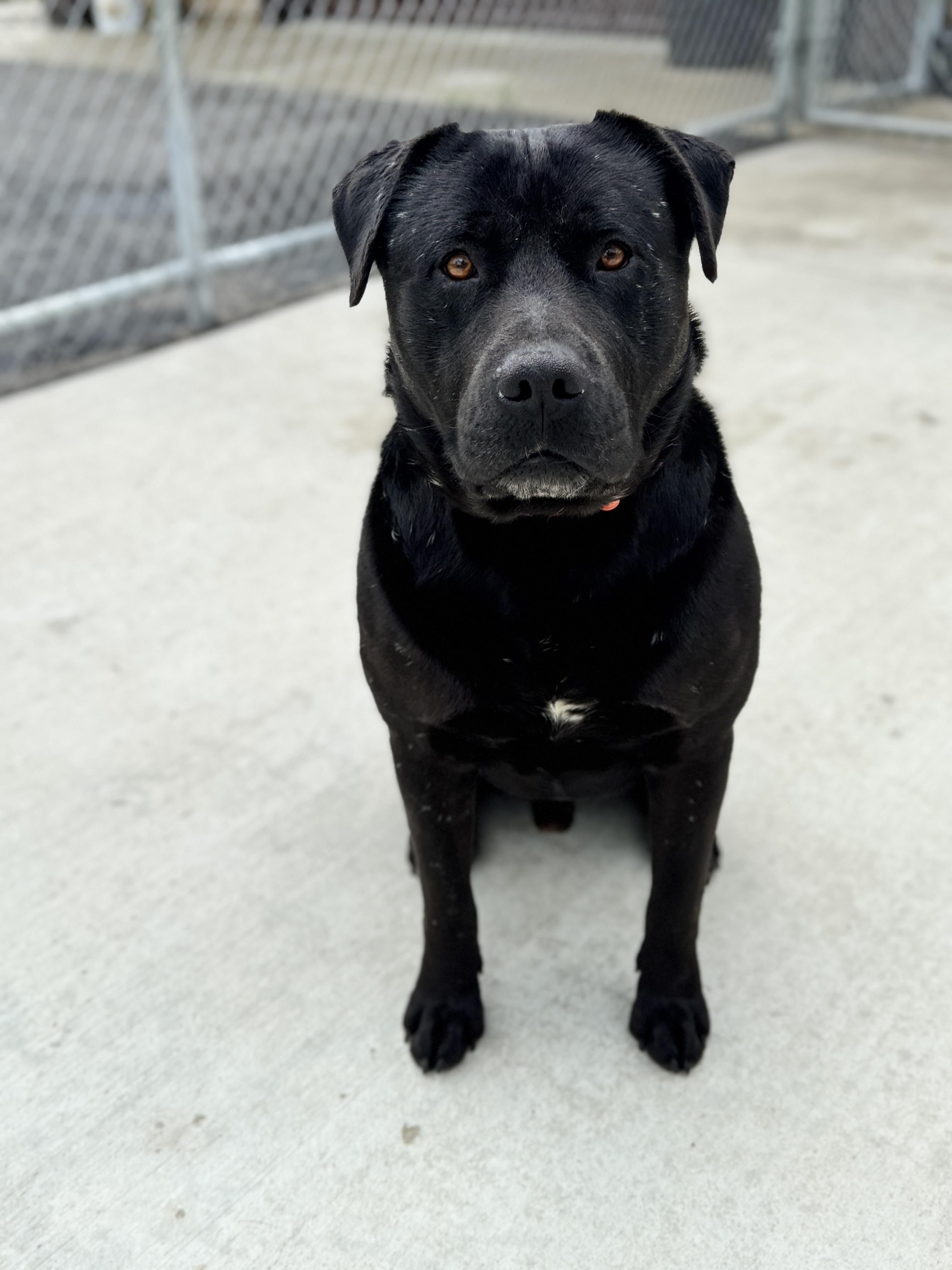 Dukers, Adult Male American Staffordshire Terrier