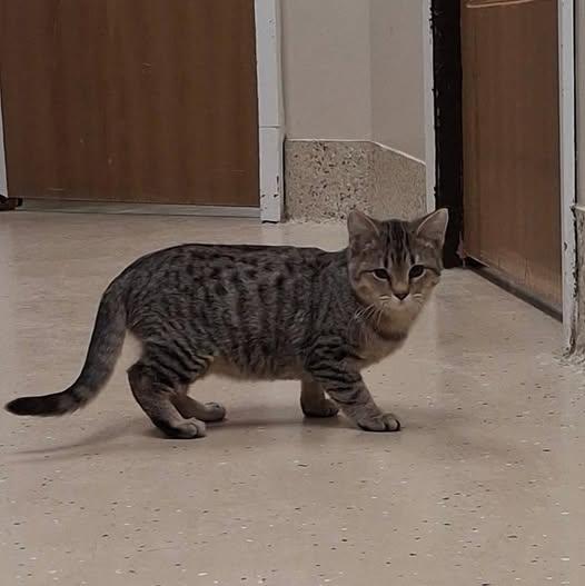 Nina, Adoptable, Young Female Tabby.