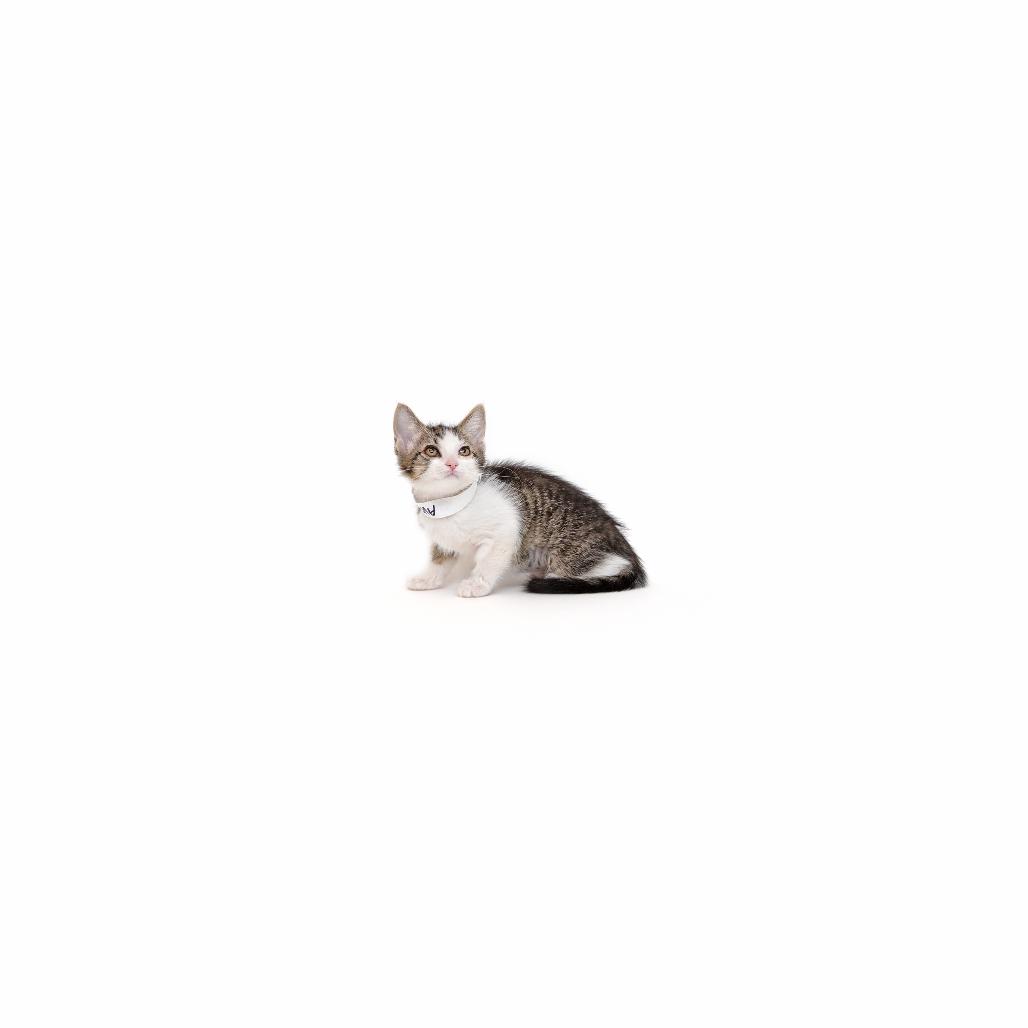 Enlarge Avocado, a Adoptable Domestic Short Hair in Playa Vista, CA image 1/1