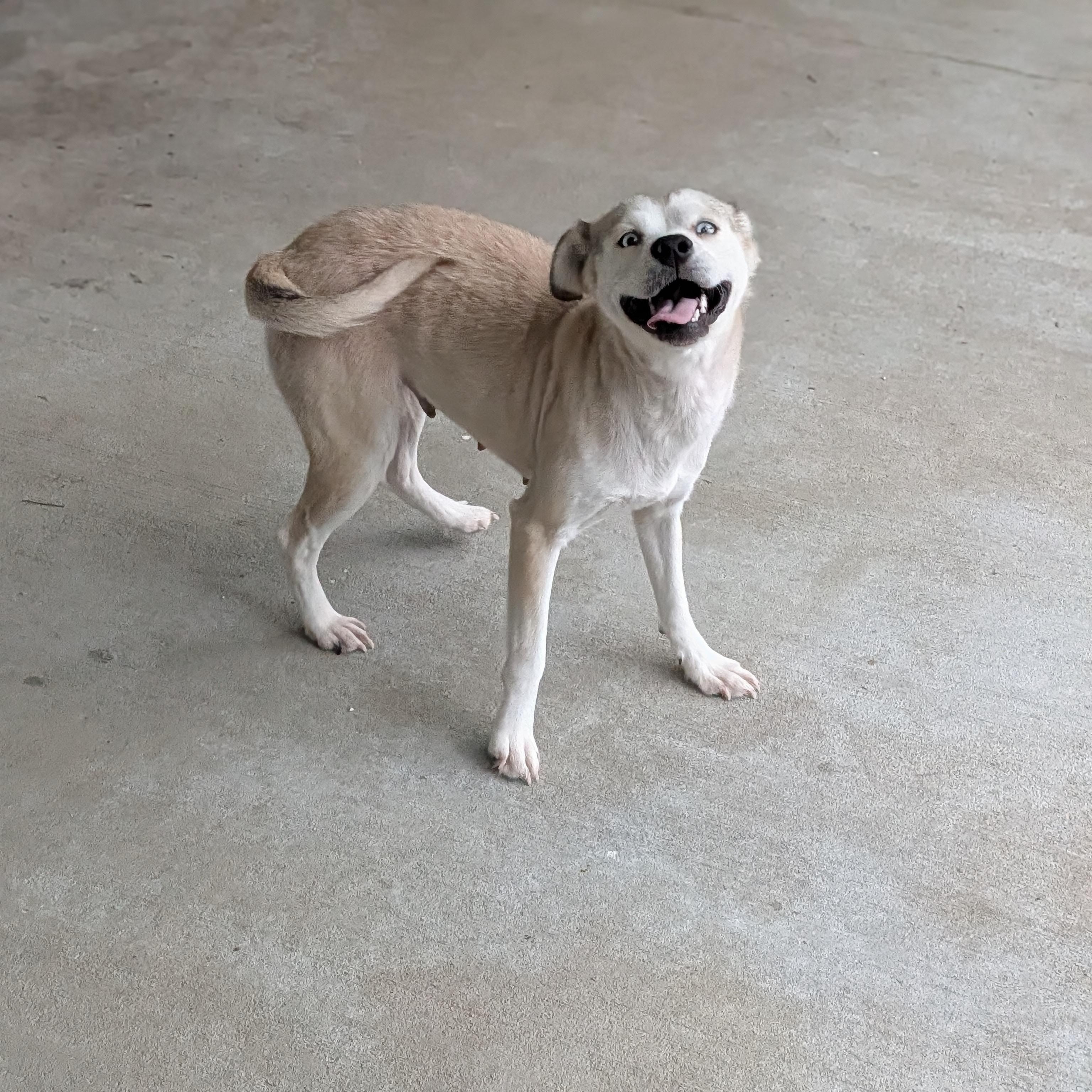 Enlarge Jada, a ADOPTABLE mixed breed in Baton Rouge, LA image 2/5