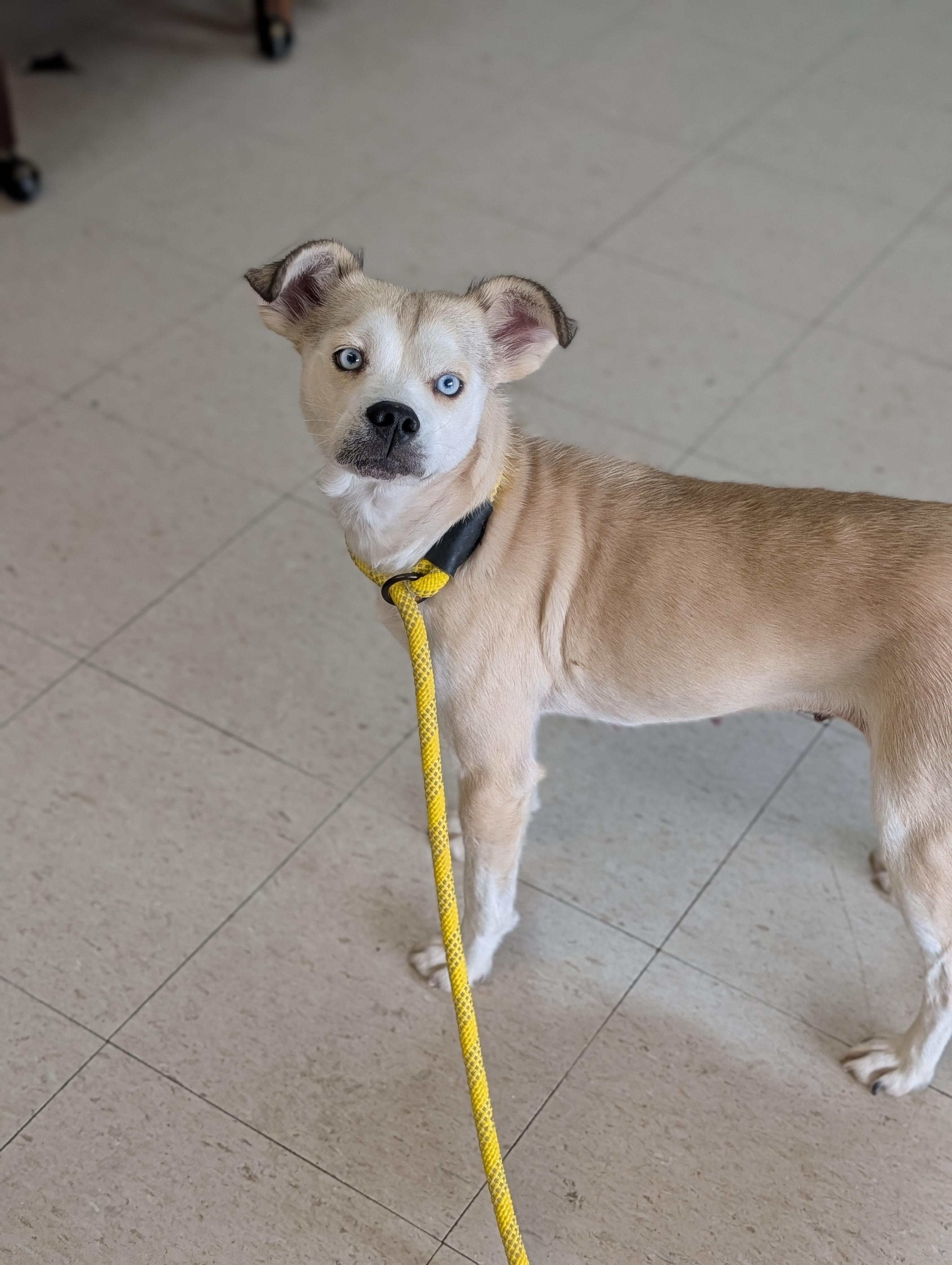 Enlarge Jada, a ADOPTABLE mixed breed in Baton Rouge, LA image 5/5