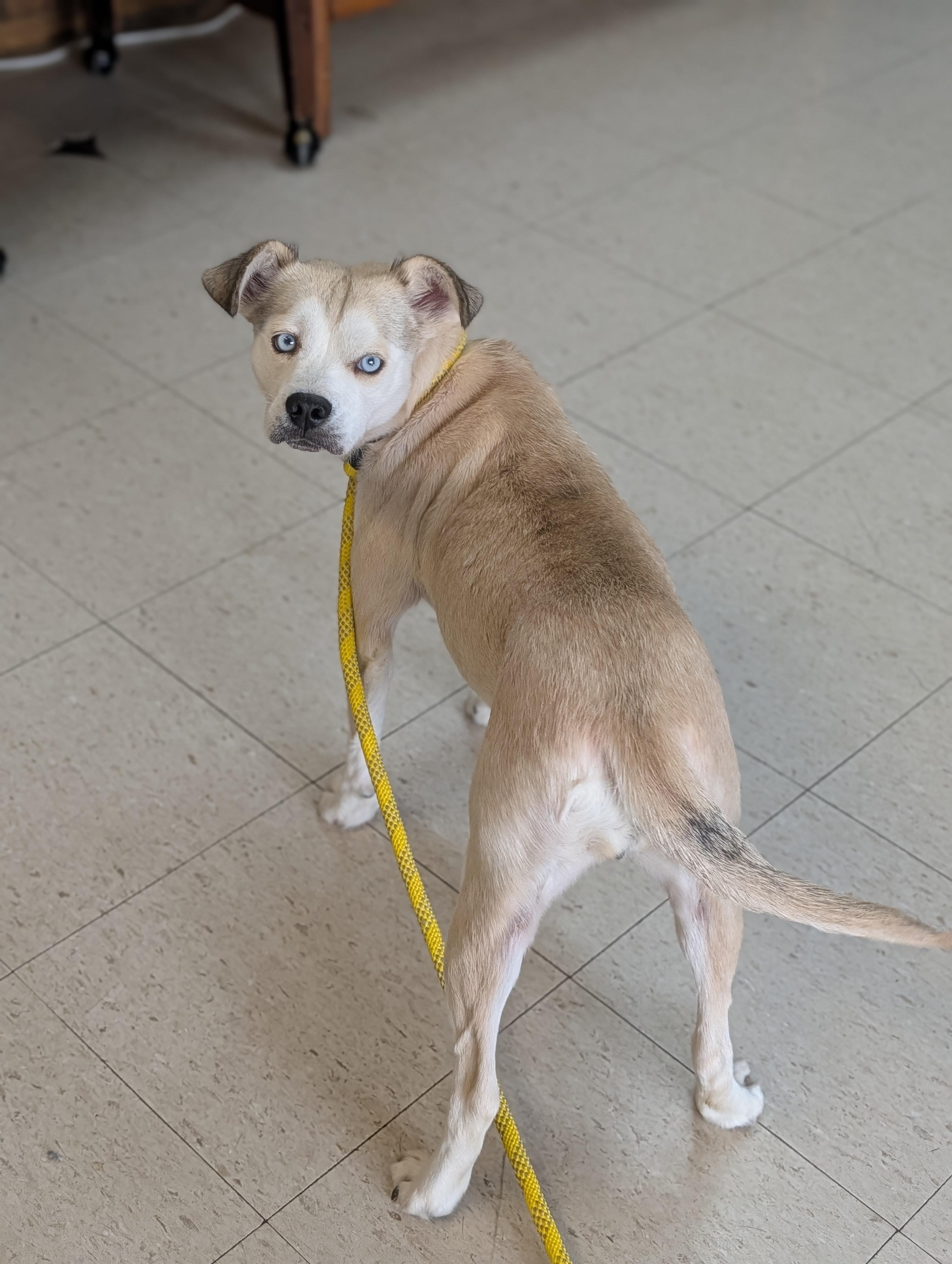 Enlarge Jada, a ADOPTABLE mixed breed in Baton Rouge, LA image 4/5