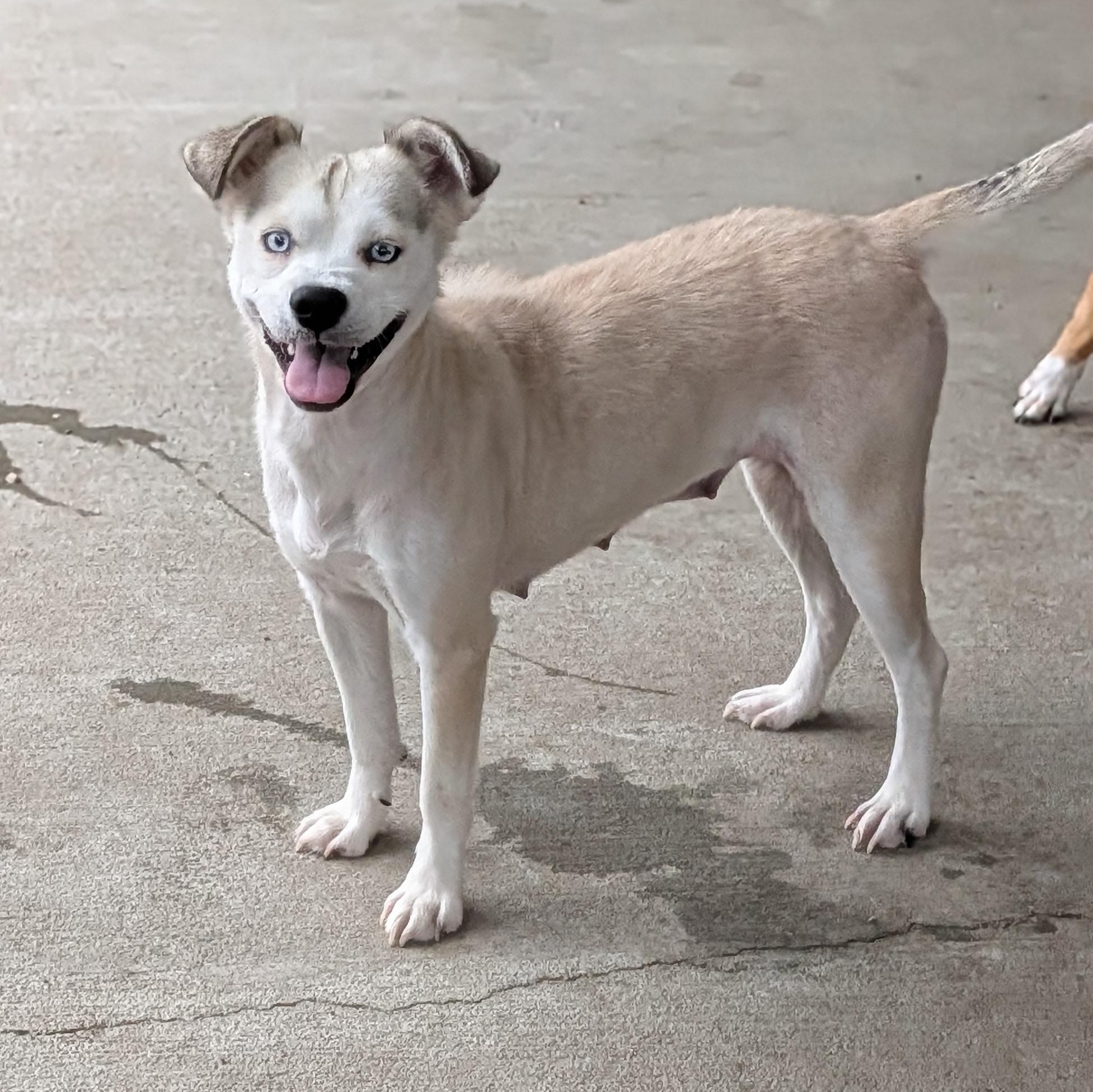Jada, ADOPTABLE, Adult Female Husky & Chihuahua.