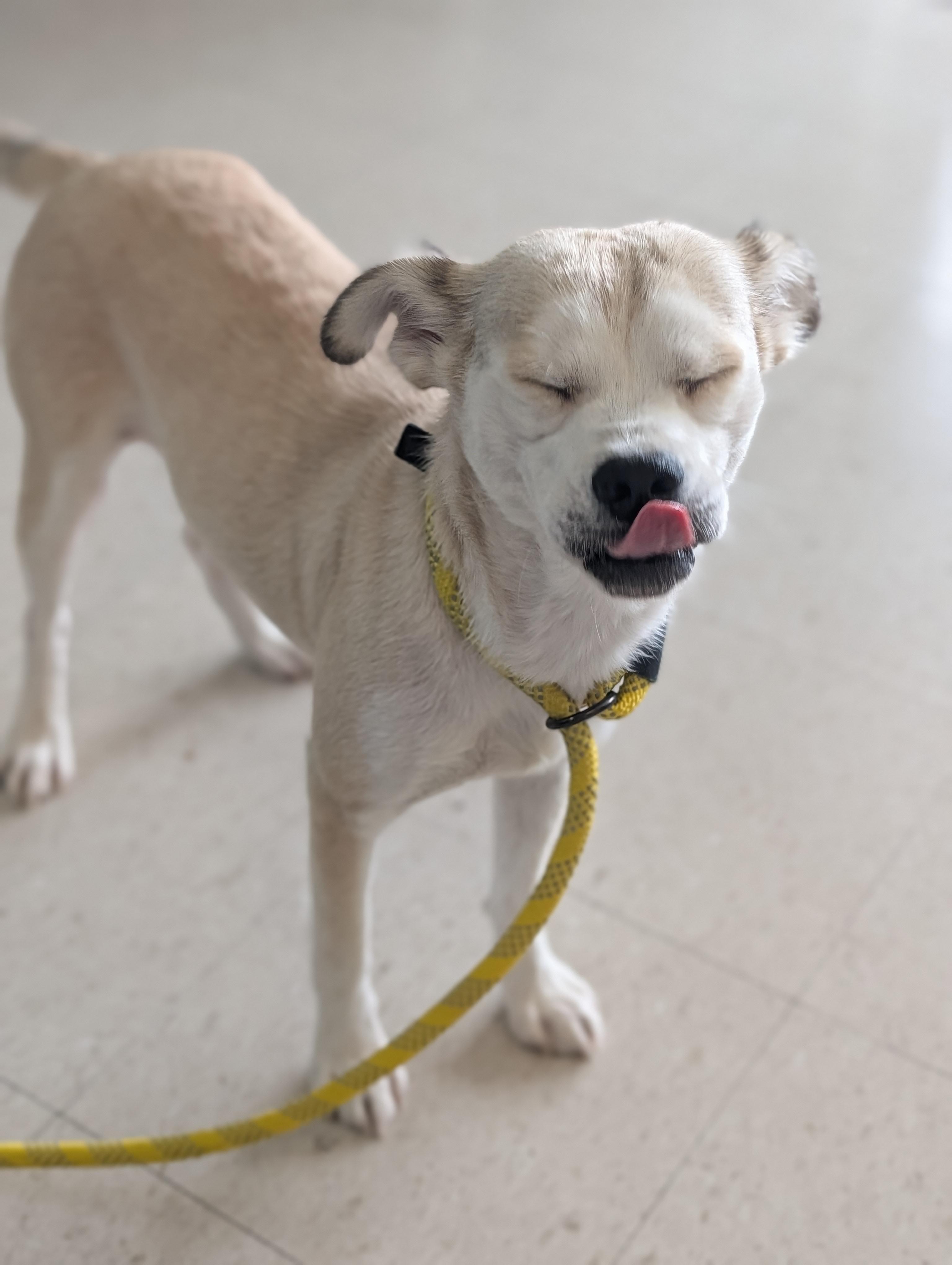 Enlarge Jada, a ADOPTABLE mixed breed in Baton Rouge, LA image 3/5