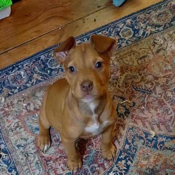 Rose (20260130-02) — thumbnail 2