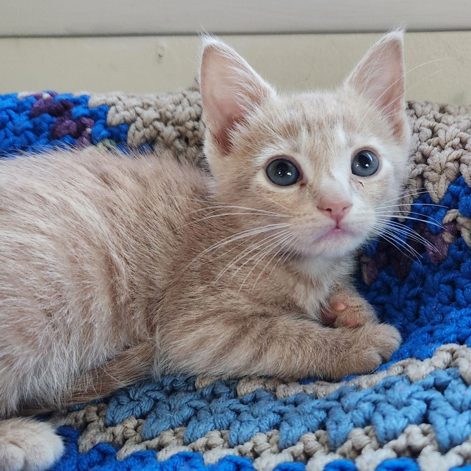 Cookie, Adoptable, Young Female Domestic Short Hair & Tabby.