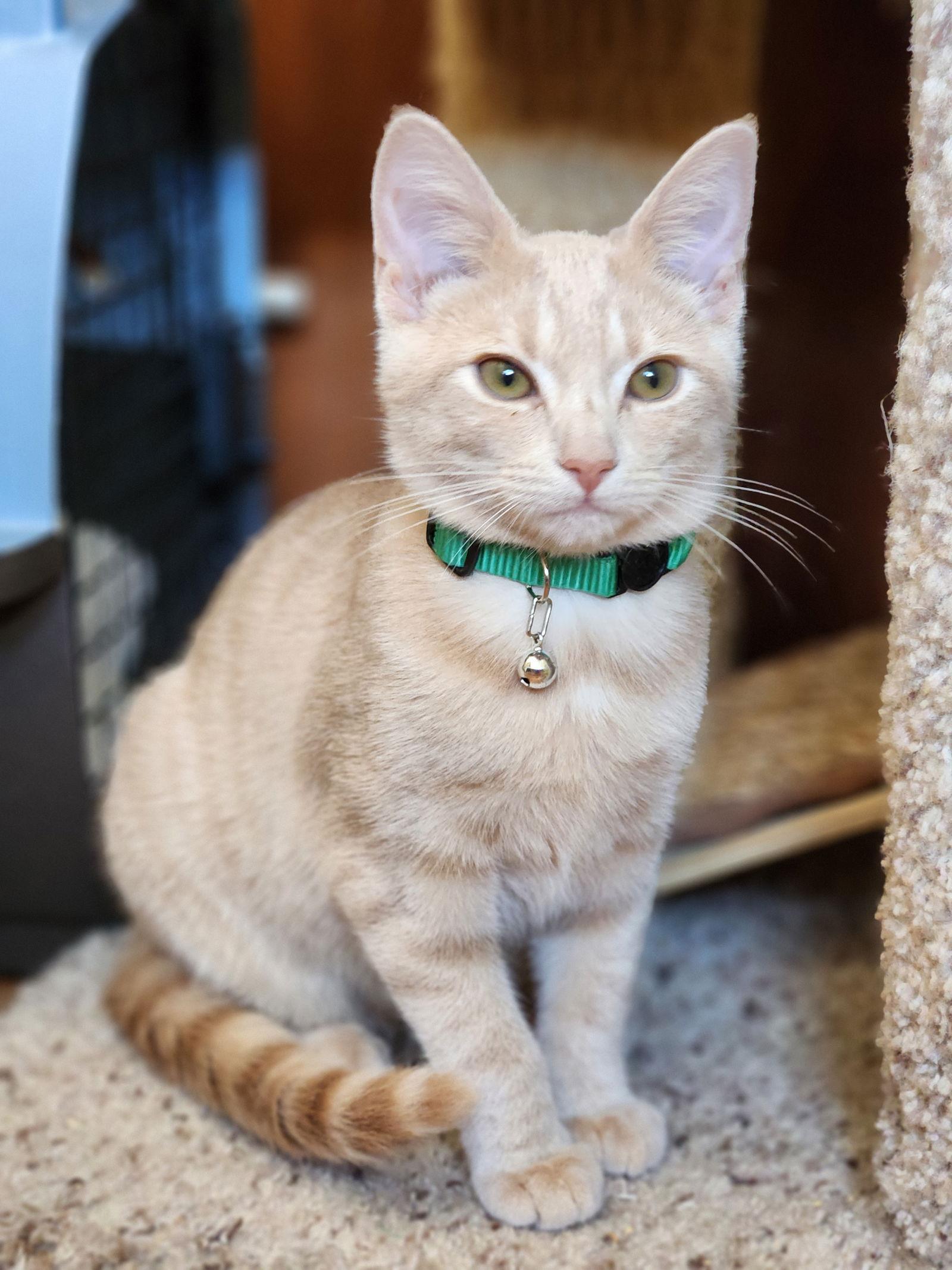 Enlarge Cookie, a Adopted mixed breed in Furlong, PA image 2/2