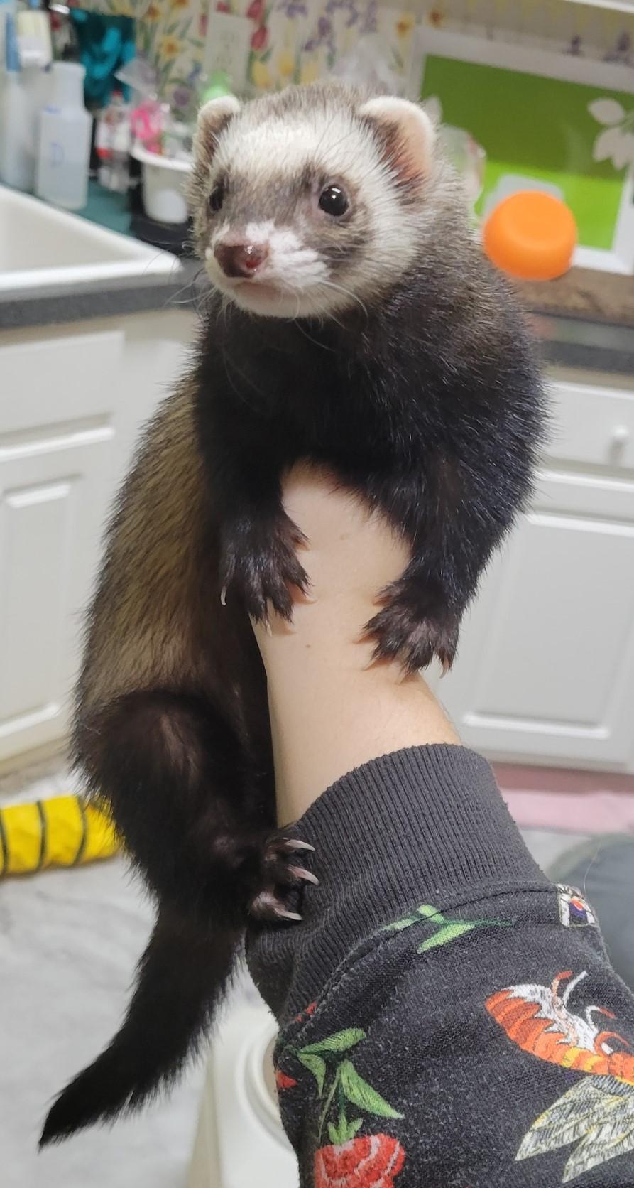 Enlarge Pepper, a ADOPTABLE Ferret in Acworth, GA image 2/2