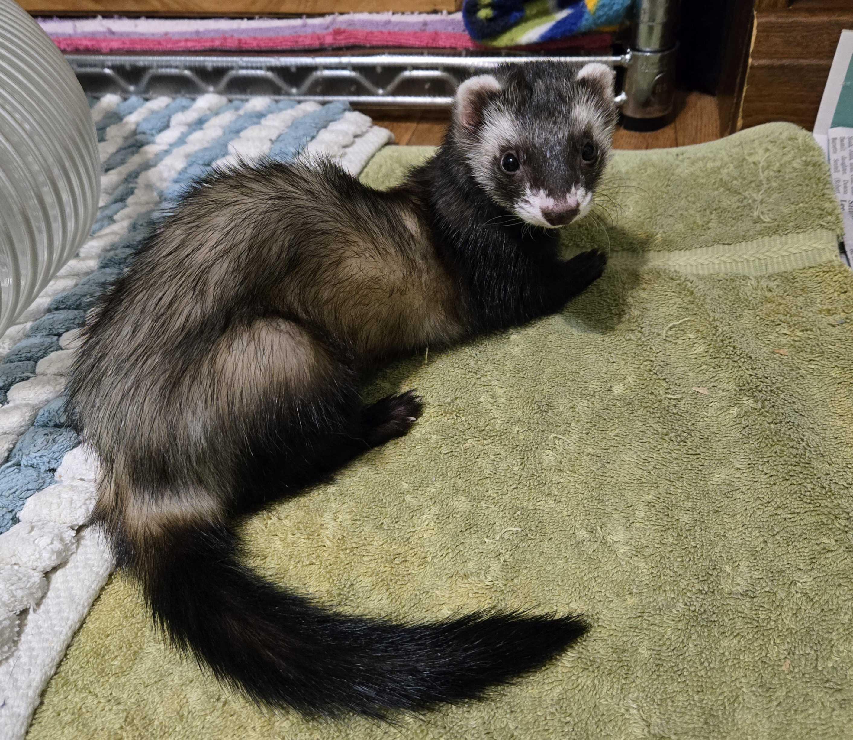 Pepper, ADOPTABLE, Adult Female Ferret.