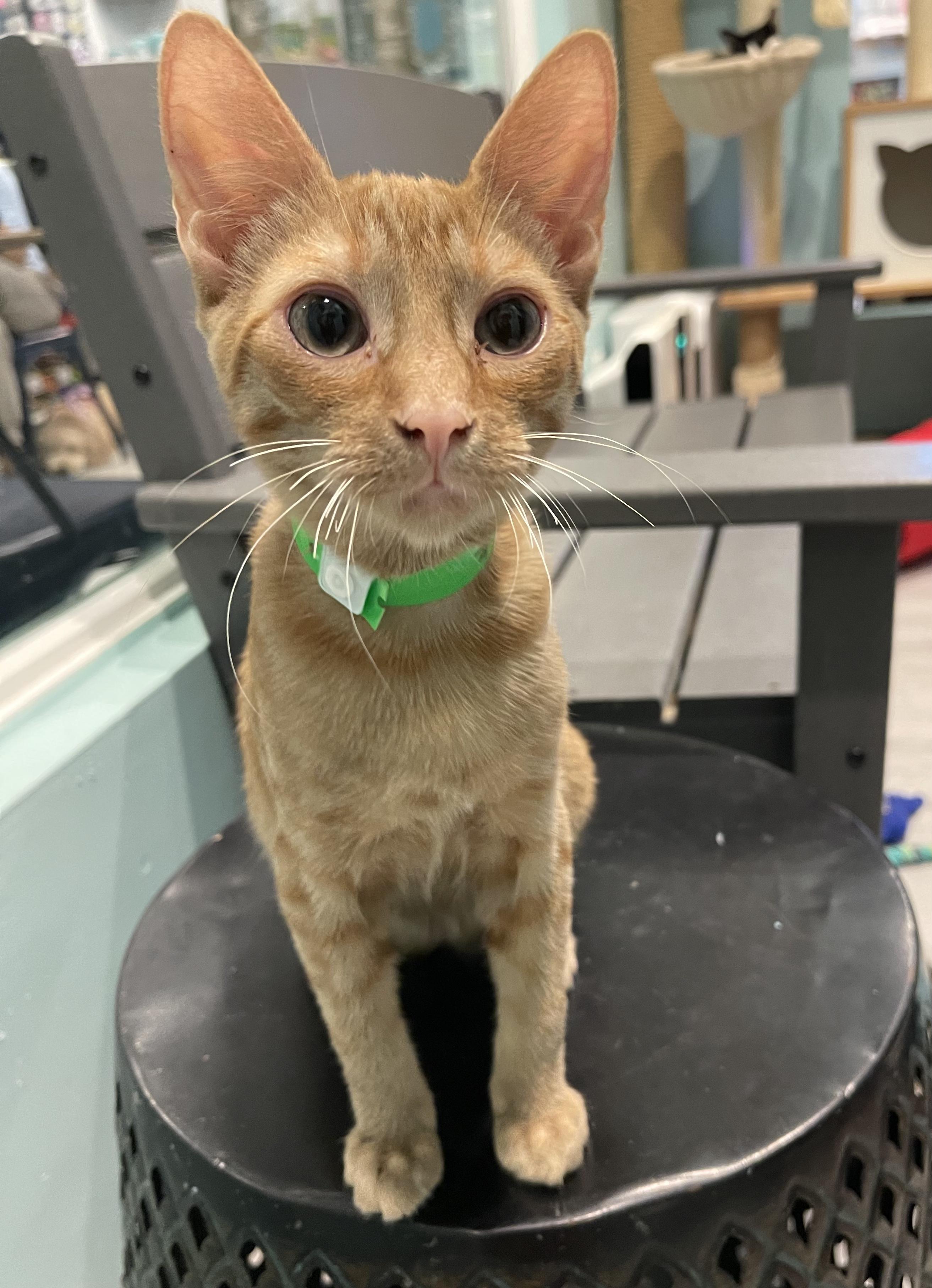 Enlarge Jack Jack, a Adopted Domestic Short Hair in Aiea, HI image 2/2