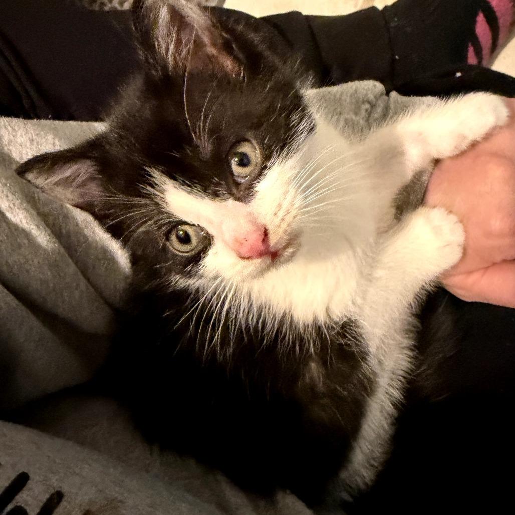 26-19 Alfred, Adoptable, Kitten Male Domestic Short Hair.