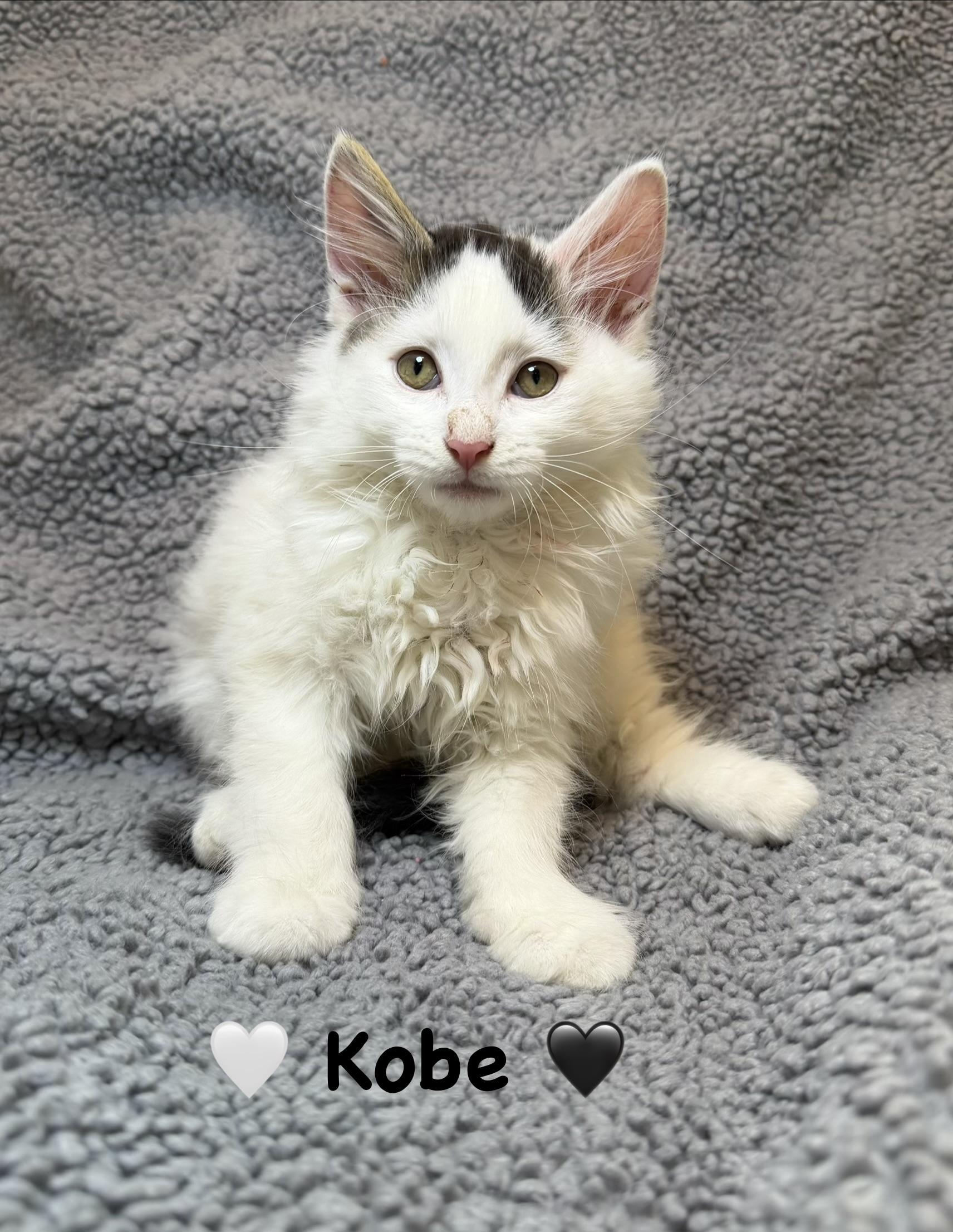 Kobe, Adopted, Kitten Male Domestic Long Hair.