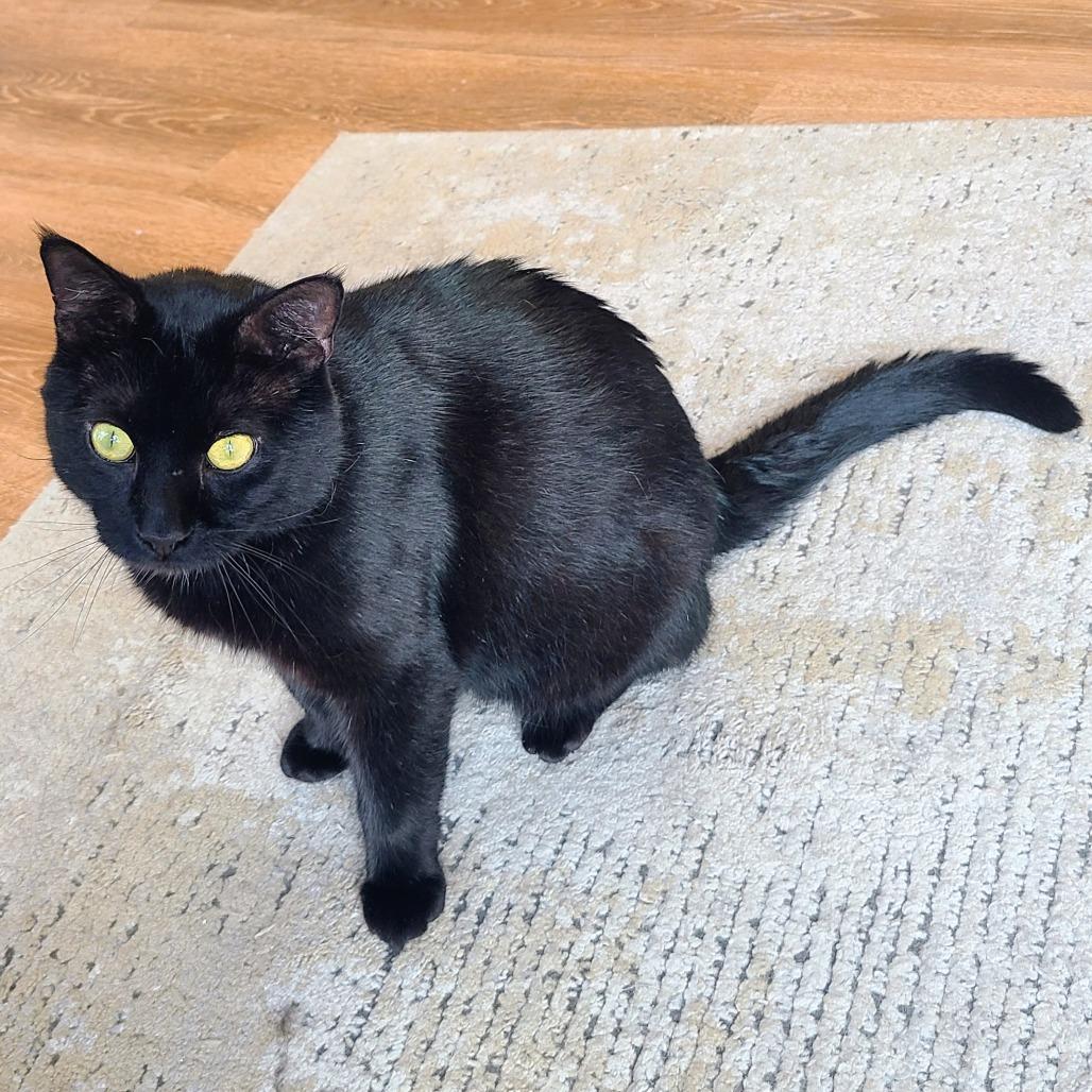 Jimmy, Adoptable, Senior Male Domestic Short Hair.