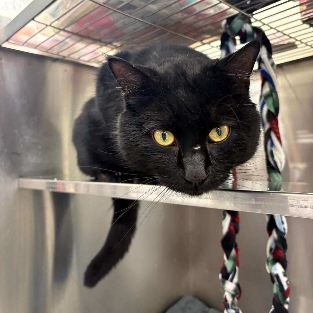 Jimmy, Adoptable, Senior Male Domestic Short Hair.