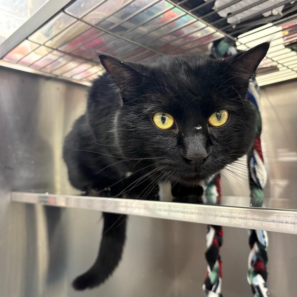 Jimmy, a Adoptable Domestic Short Hair in Springfield, IL image 2/2