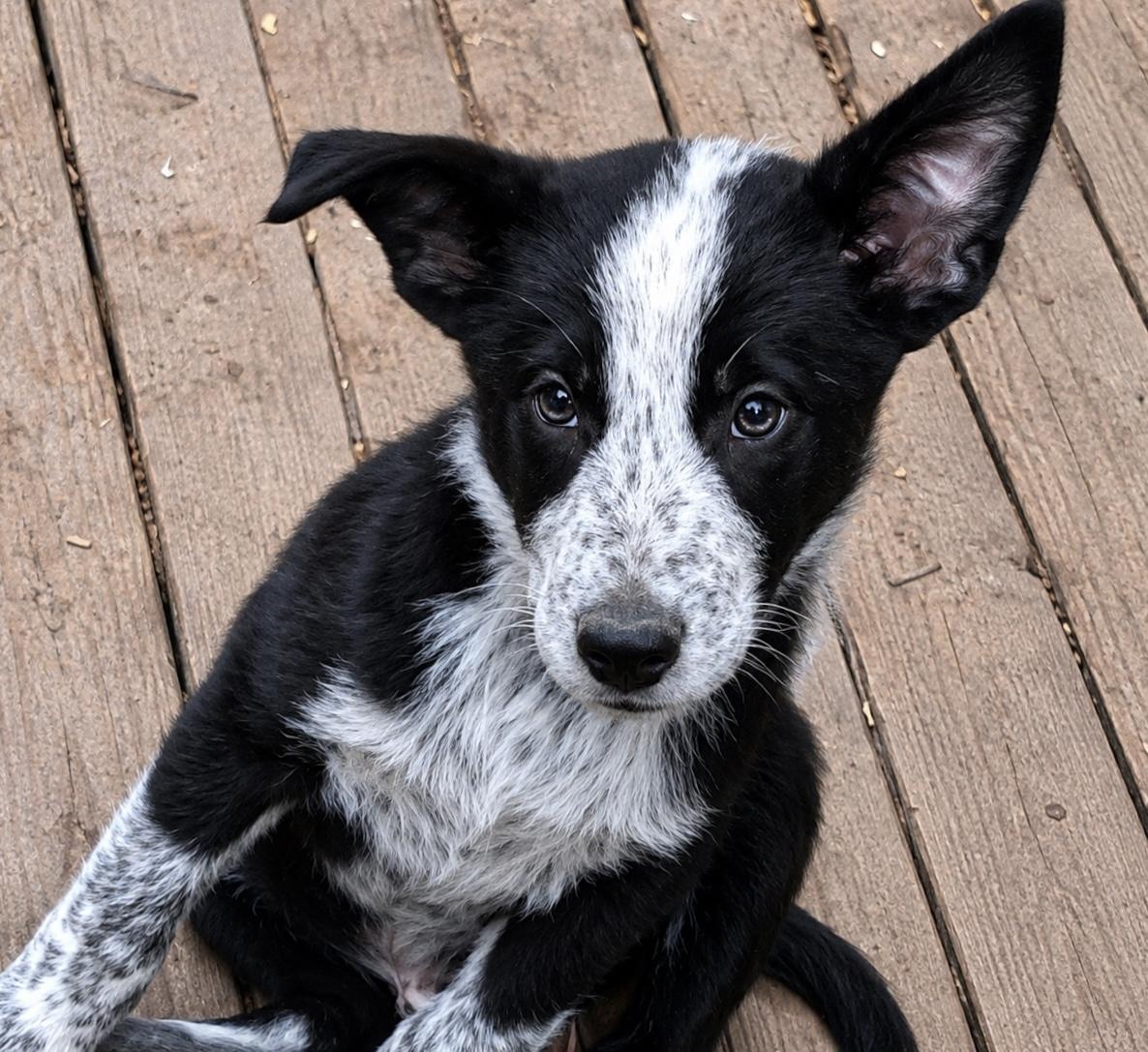 Tank, a ADOPTABLE mixed breed in Ooltewah, TN image 3/6