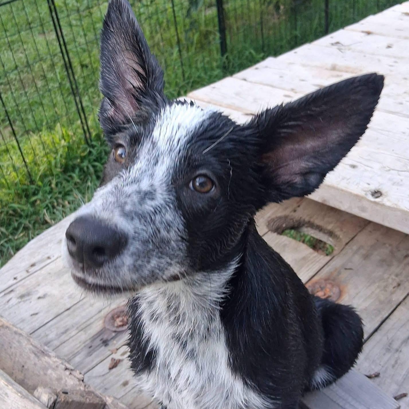 Enlarge Tank, a ADOPTABLE mixed breed in Ooltewah, TN image 5/6