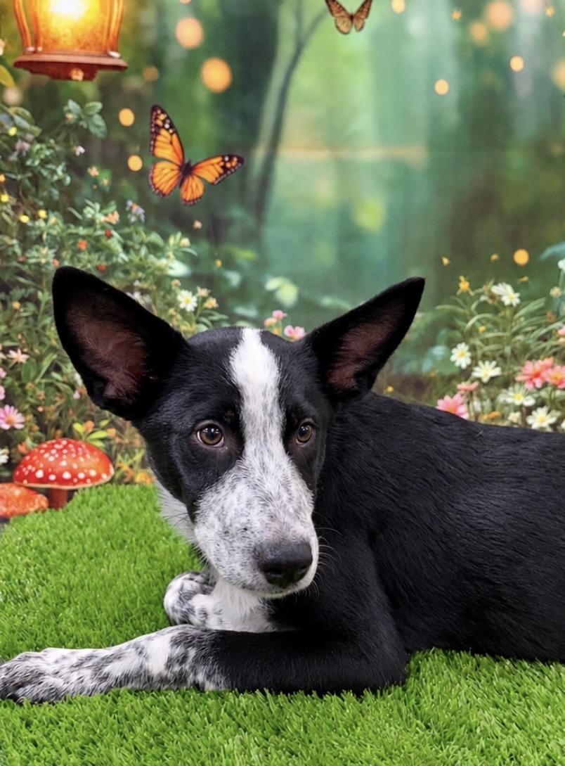 Tank, ADOPTABLE, Young Male Australian Cattle Dog / Blue Heeler & Border Collie.