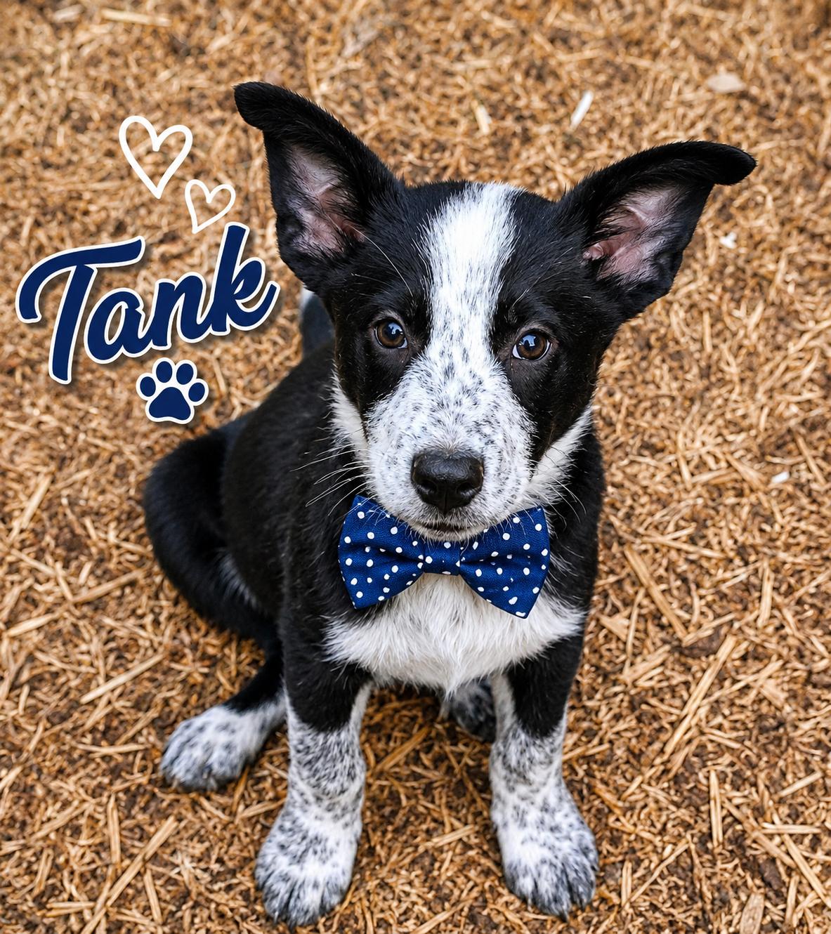 Tank, ADOPTABLE, Young Male Australian Cattle Dog / Blue Heeler & Border Collie.