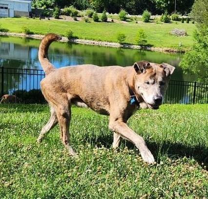 Stoick, Adoptable, Senior Male Terrier.