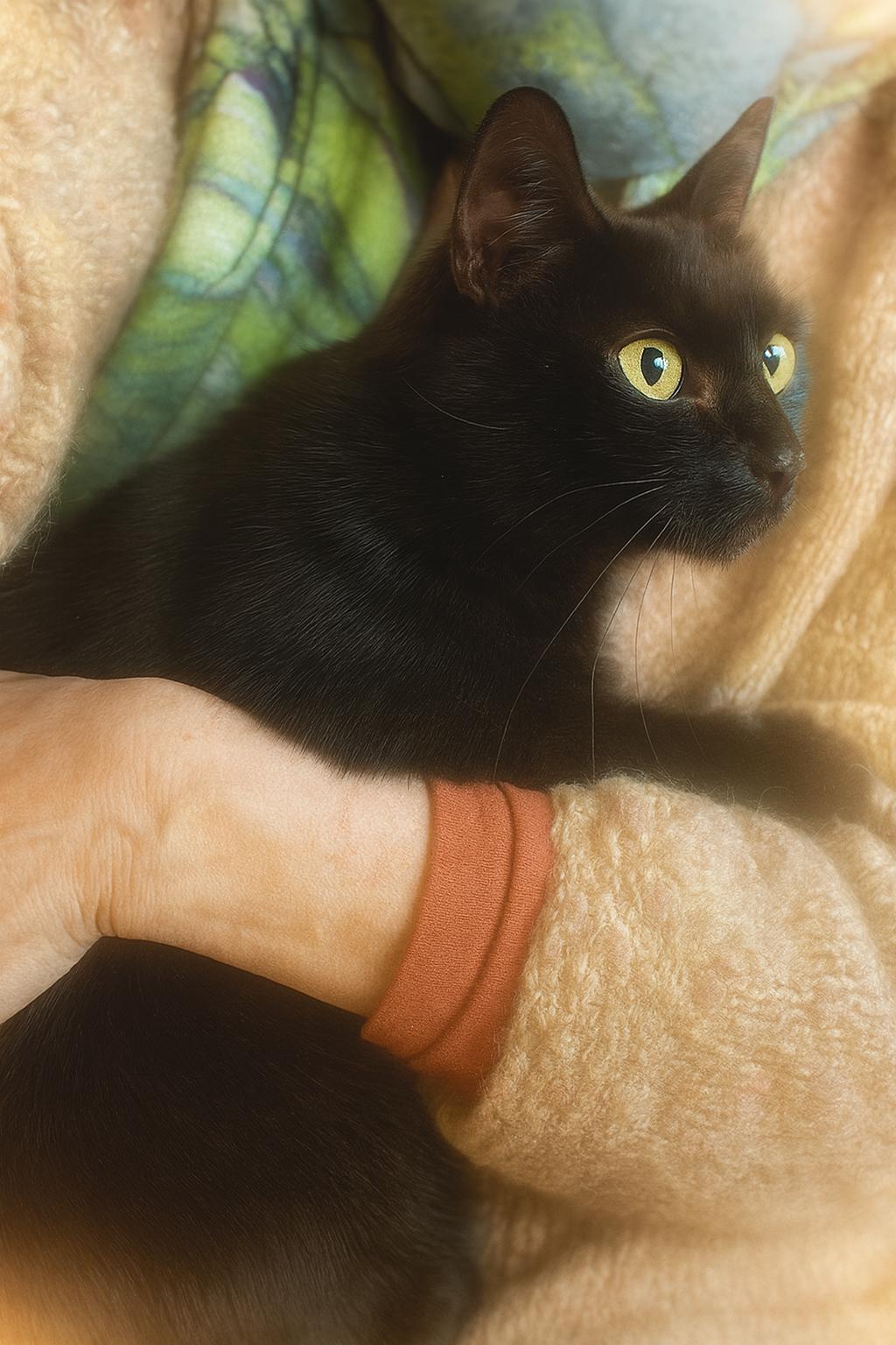 Enlarge Della, a Adoptable Domestic Short Hair in Bloomfield, NJ image 2/3