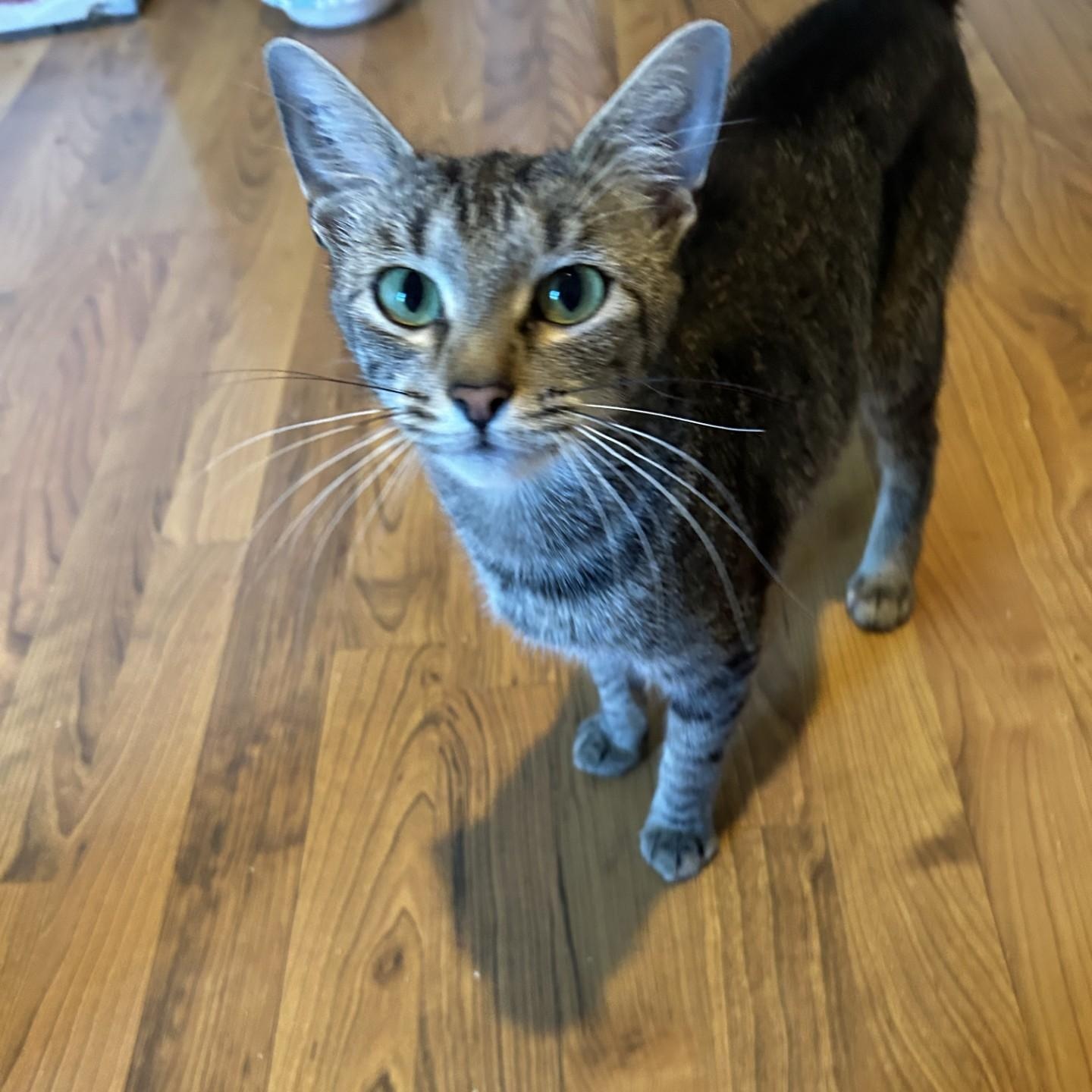 Tabitha