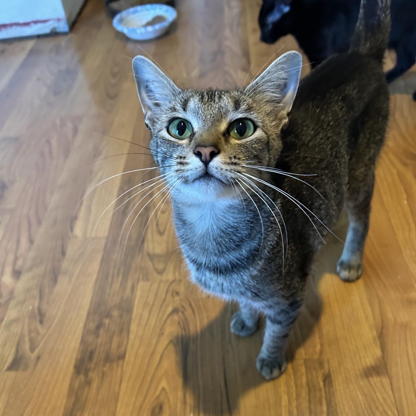 Tabitha