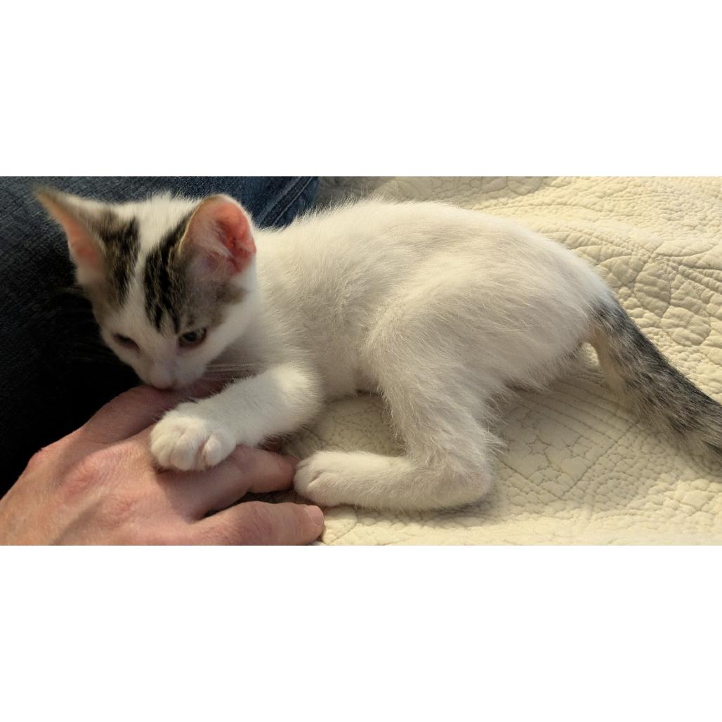 Acorn *Meet me at Lakeville Petsmart*, Adoptable, Kitten Female Domestic Short Hair.