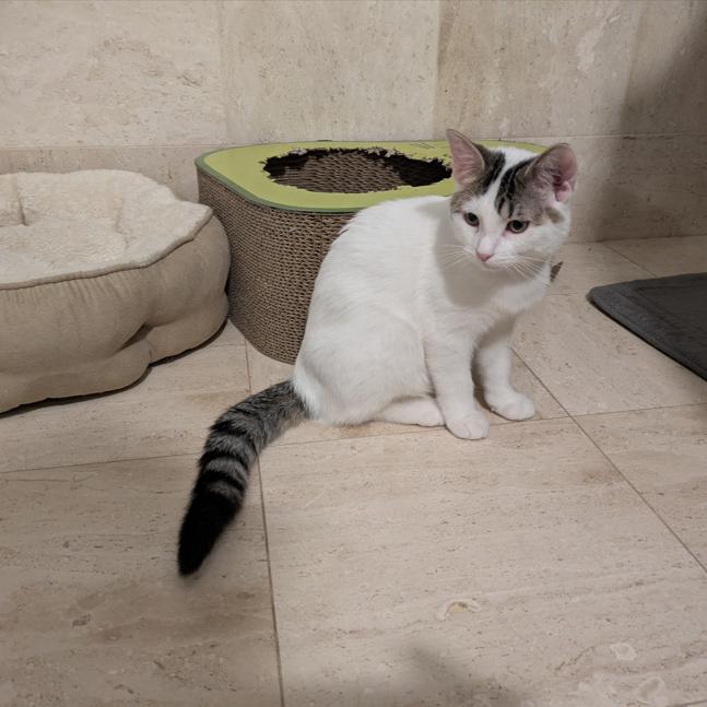 Acorn, Adoptable, Kitten Female Domestic Short Hair.