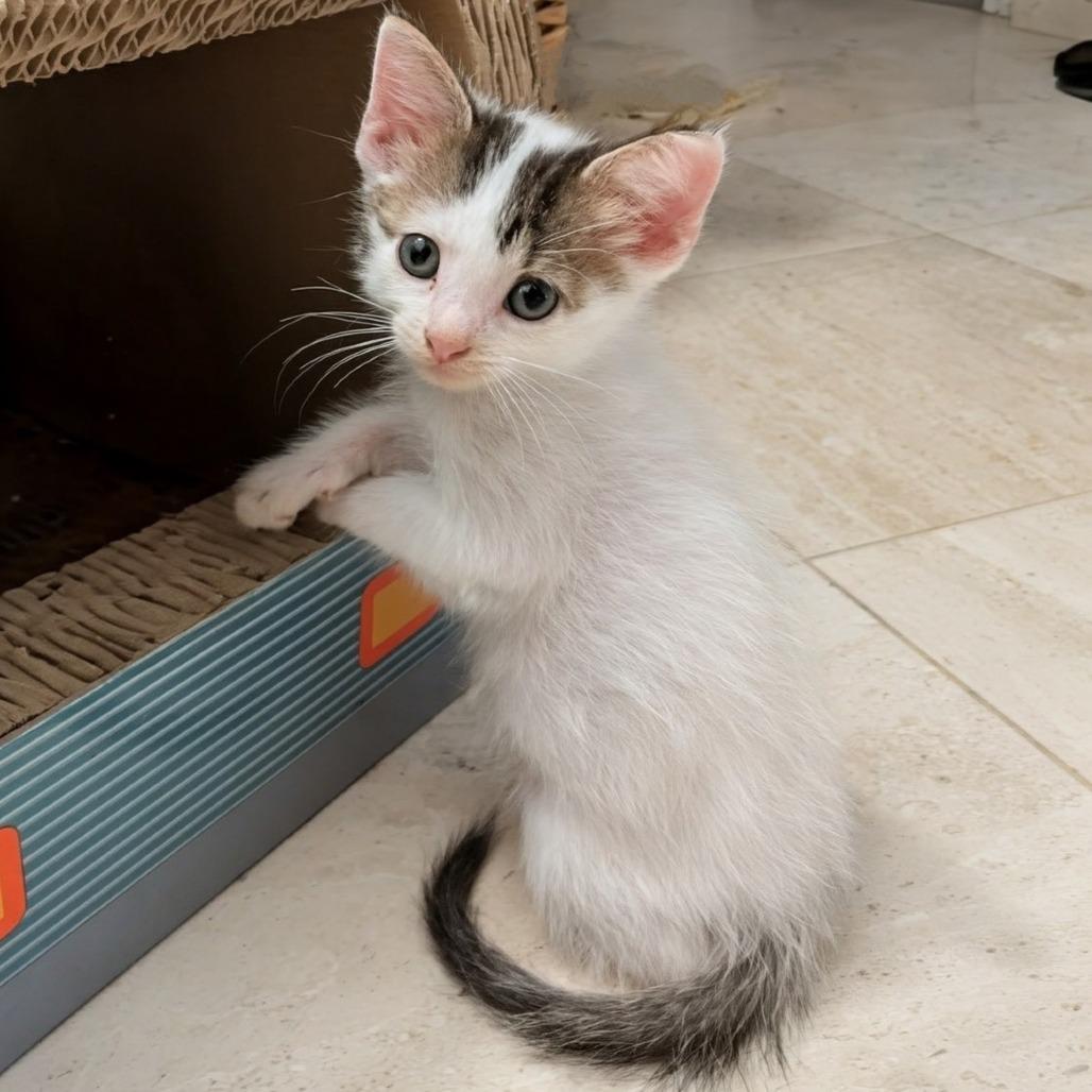 Acorn *Meet me at Lakeville Petsmart*, a Adoptable Domestic Short Hair in Buffalo, MN image 2/3