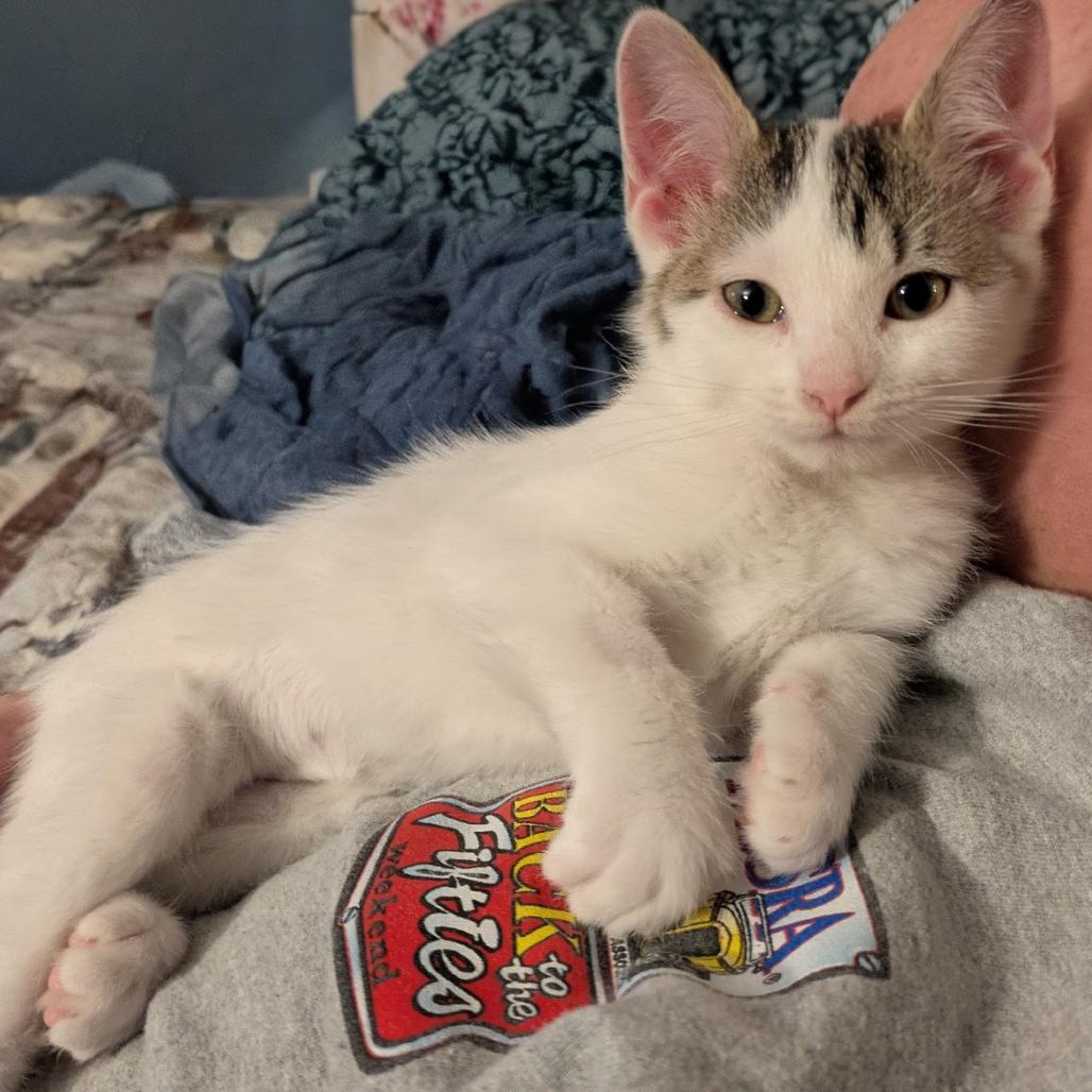 Acorn *Meet me at Lakeville Petsmart*, a Adoptable Domestic Short Hair in Buffalo, MN image 3/3
