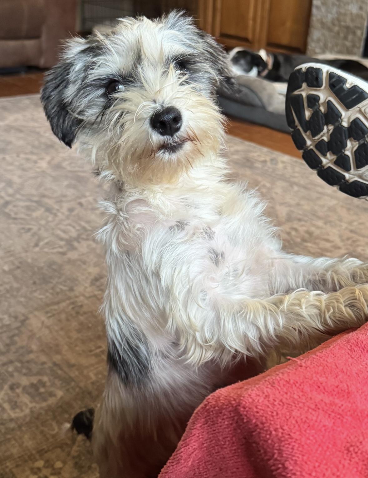 Enlarge Rosie , a ADOPTABLE Schnauzer in Cushing, OK image 1/6