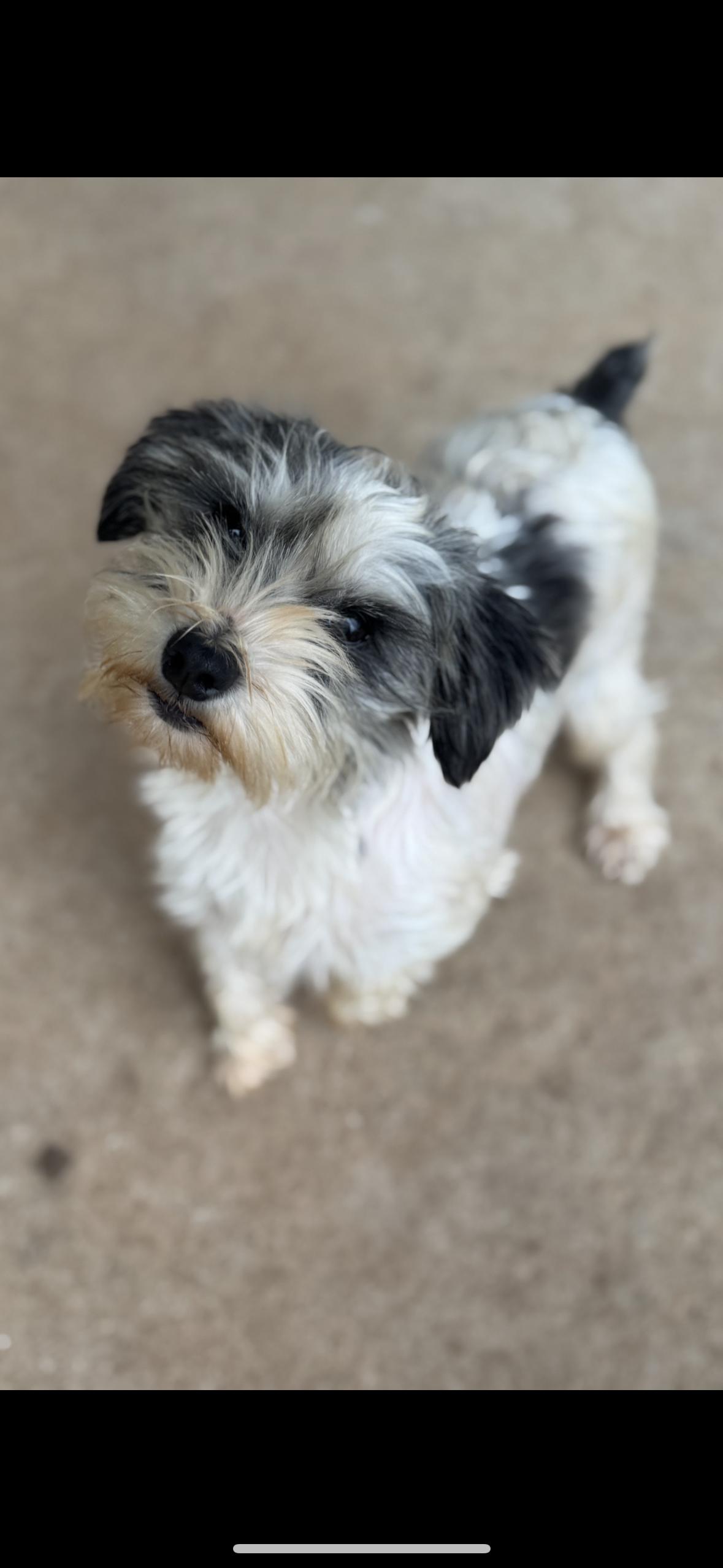 Enlarge Rosie , a ADOPTABLE Schnauzer in Cushing, OK image 2/6