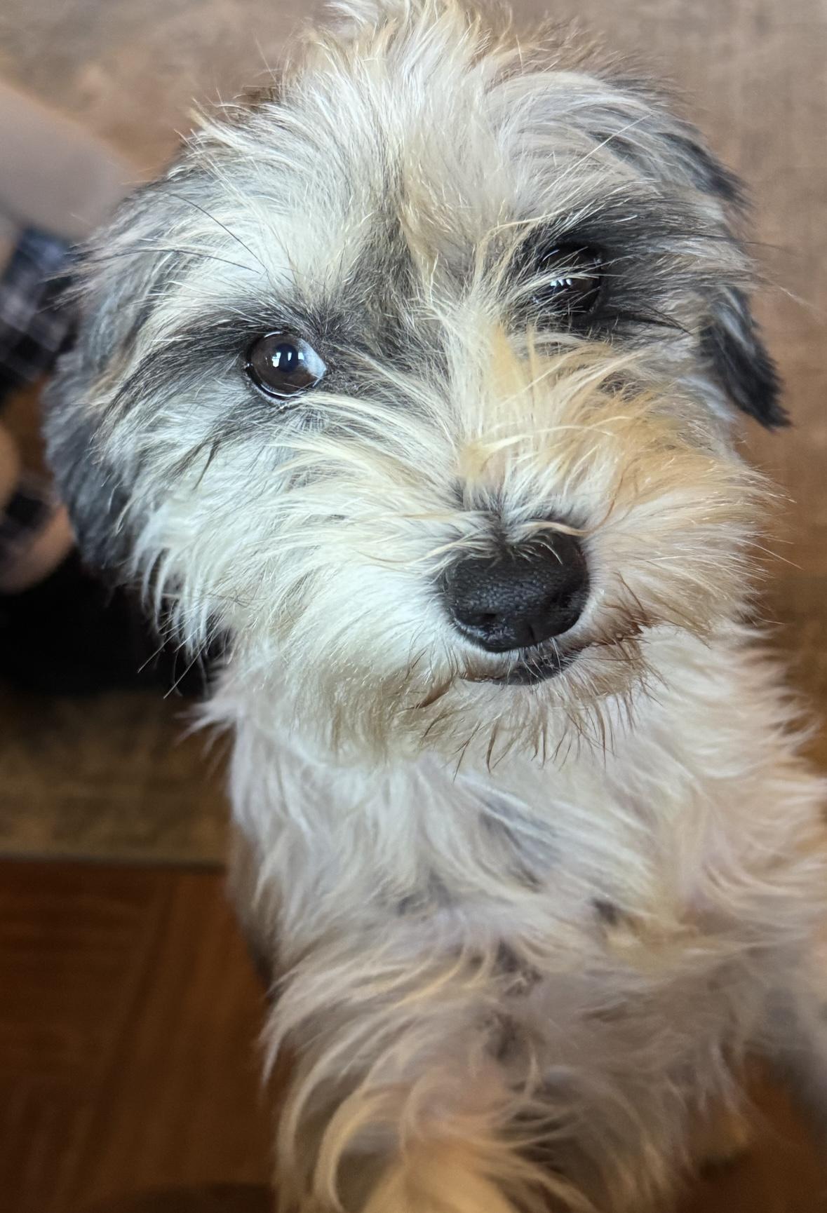 Enlarge Rosie , a ADOPTABLE Schnauzer in Cushing, OK image 3/6