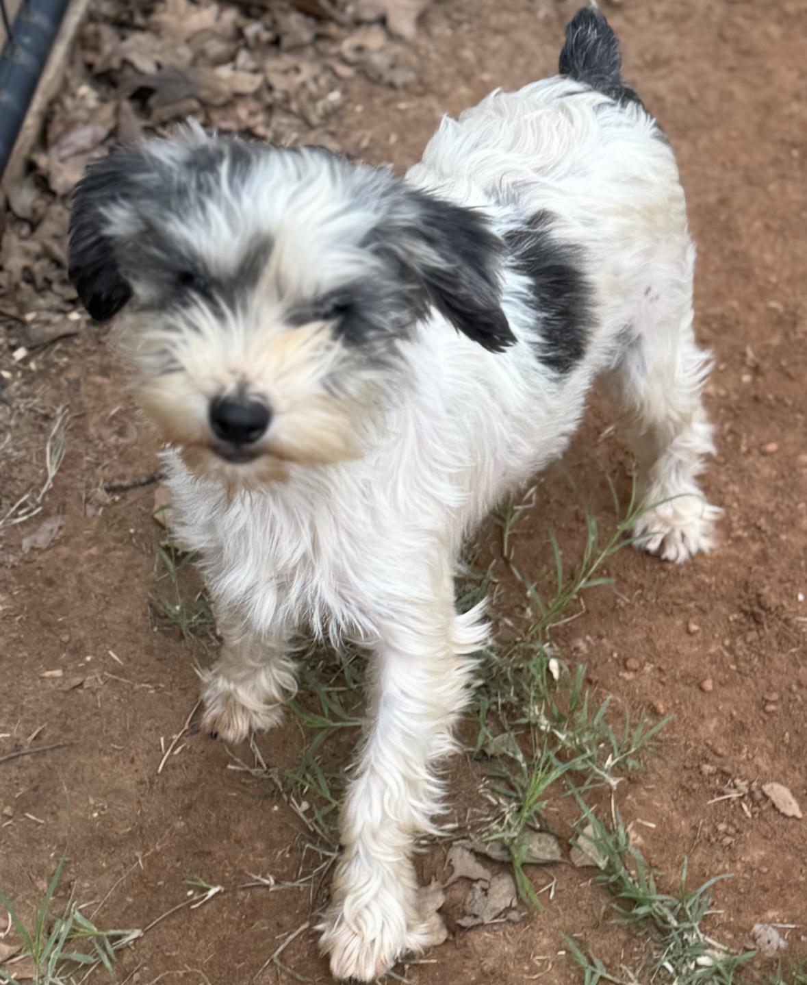 Enlarge Rosie , a ADOPTABLE Schnauzer in Cushing, OK image 5/6