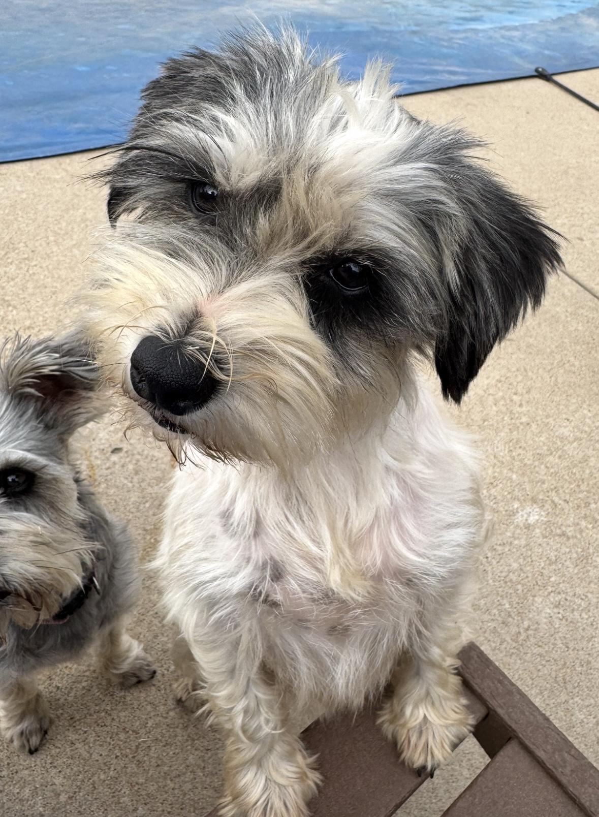 Enlarge Rosie , a ADOPTABLE Schnauzer in Cushing, OK image 6/6