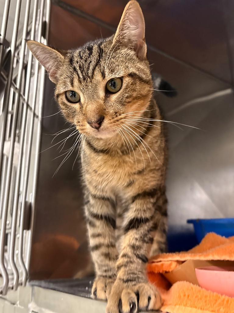 Nelson, Adoptable, Young Male Domestic Short Hair.