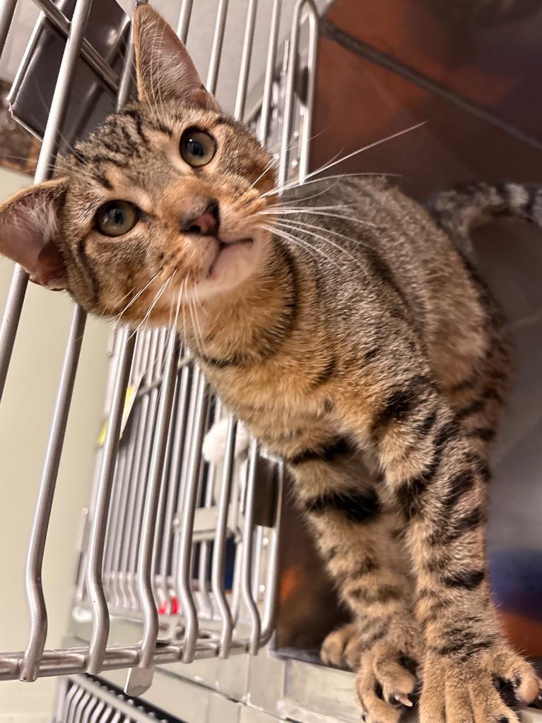 Enlarge Nelson, a Adoptable mixed breed in Fall River, MA image 4/6