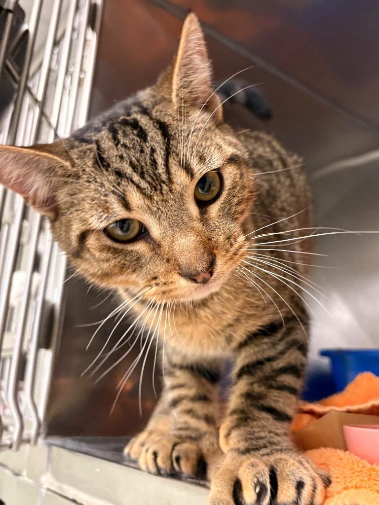 Enlarge Nelson, a Adoptable mixed breed in Fall River, MA image 5/6