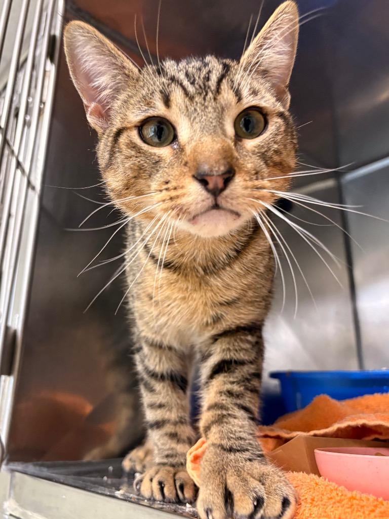 Enlarge Nelson, a Adoptable mixed breed in Fall River, MA image 6/6