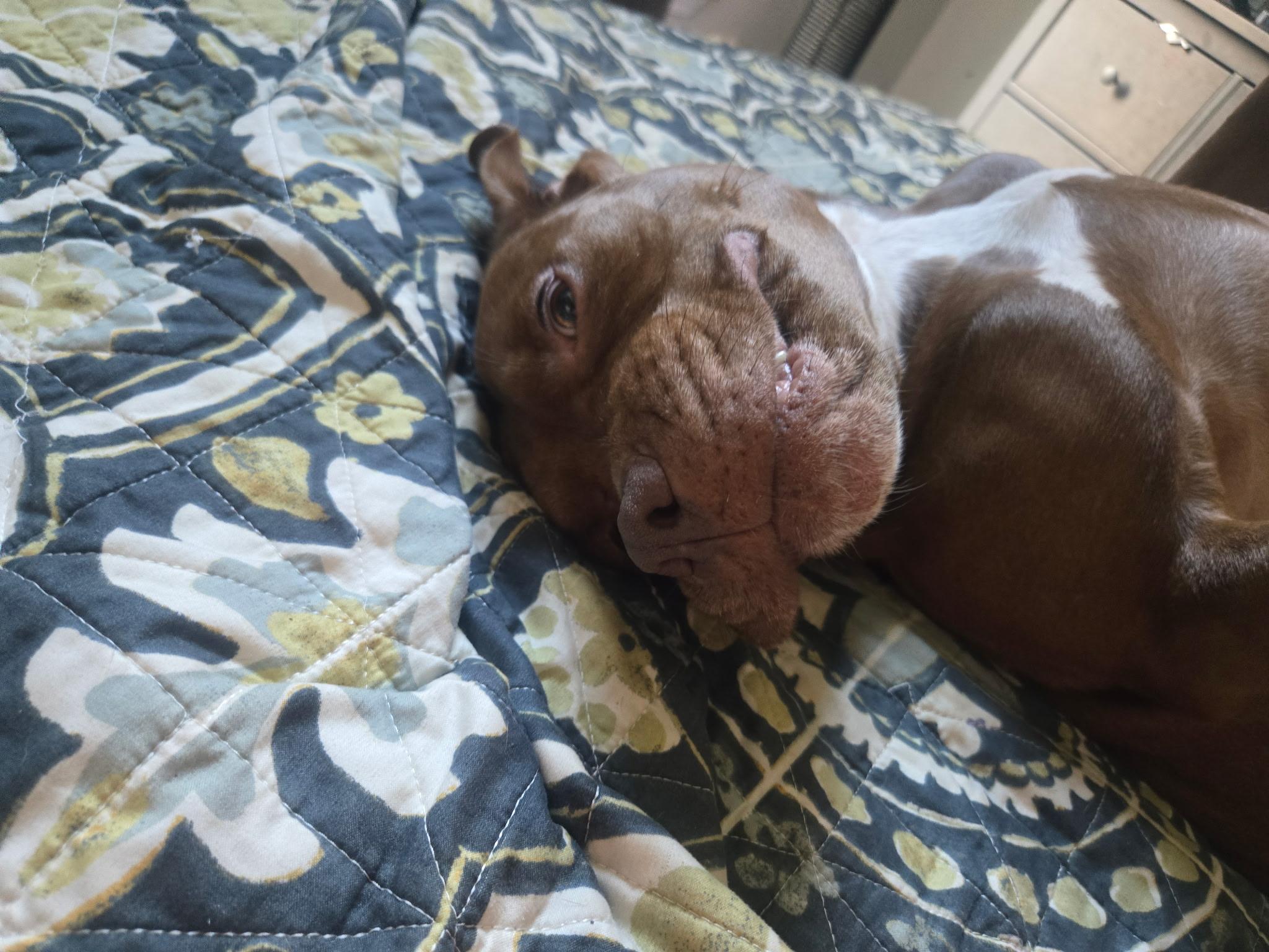 Coco #3, a Adoptable Pit Bull Terrier in Winder, GA image 1/3