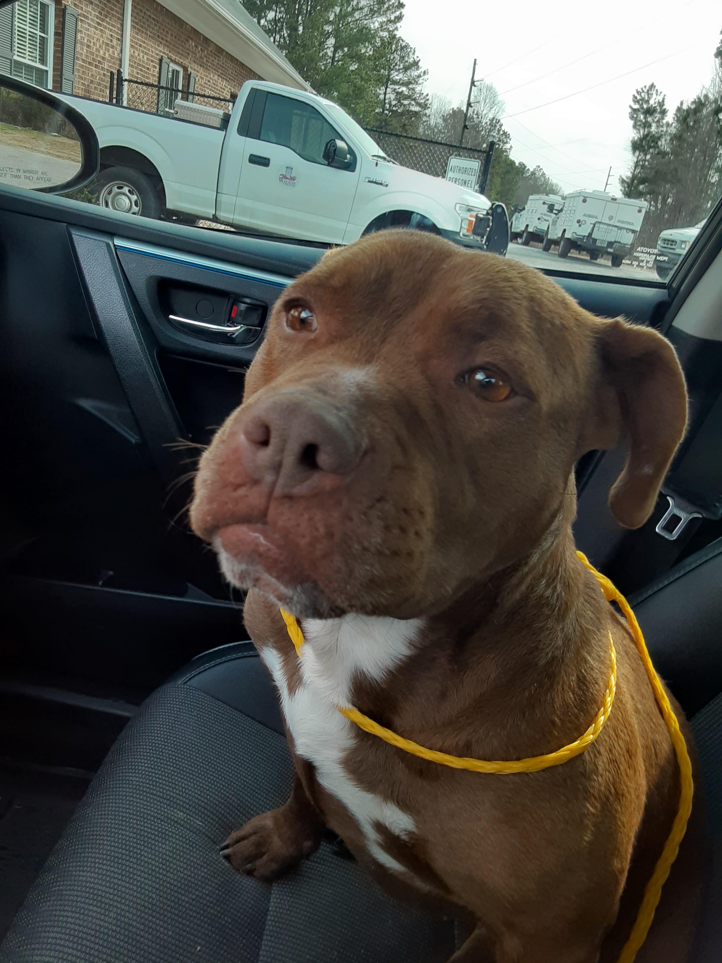 Coco #3, a Adoptable Pit Bull Terrier in Winder, GA image 2/3