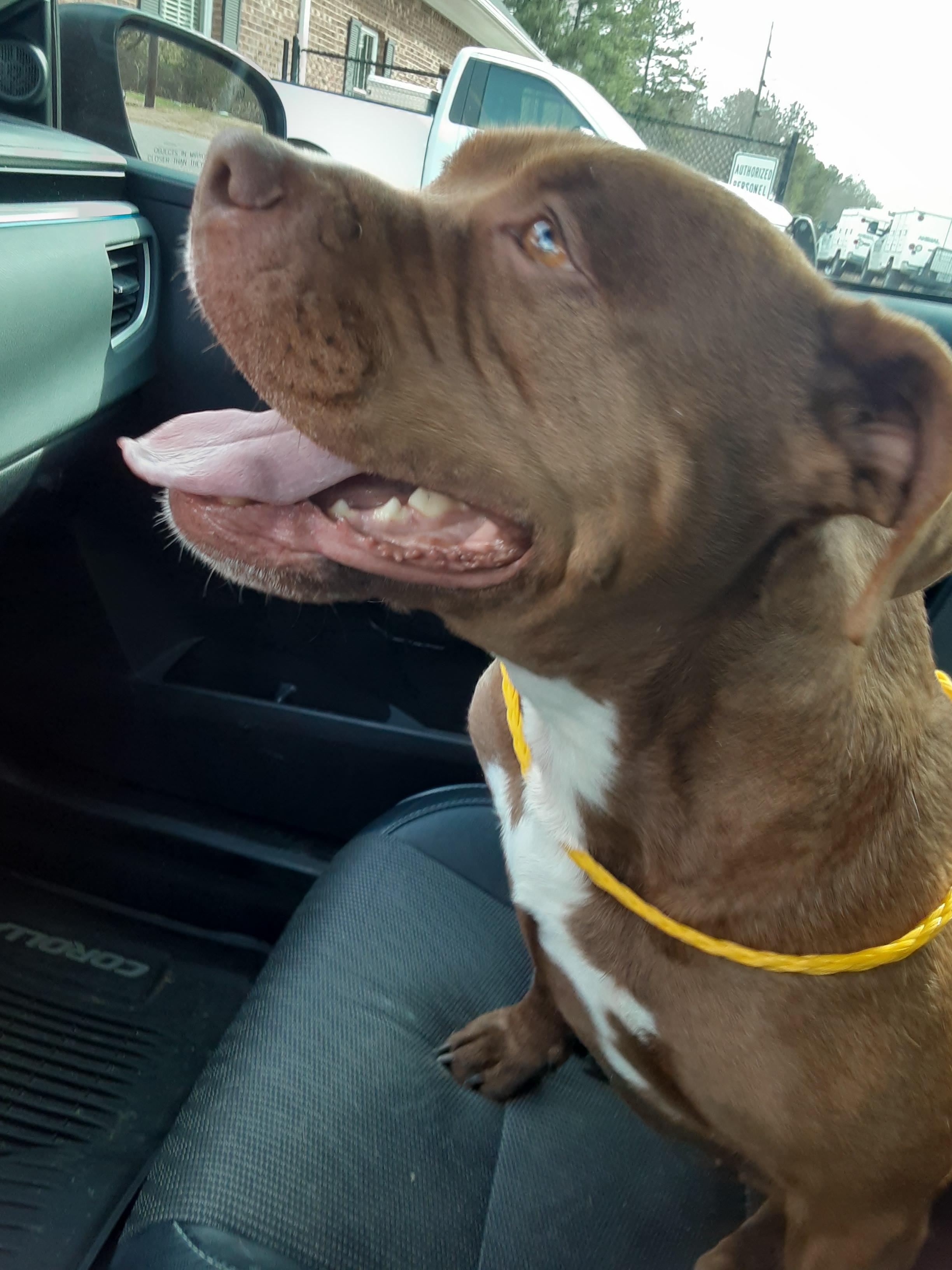 Coco #3, a Adoptable Pit Bull Terrier in Winder, GA image 3/3